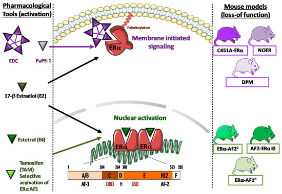 IJMS | Free Full-Text | The Impact of Estrogen Receptor in 
