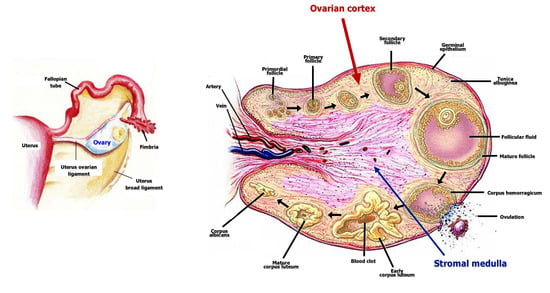 IJMS | Free Full-Text | Human Ovarian Cortex biobanking: A Fascinating ...