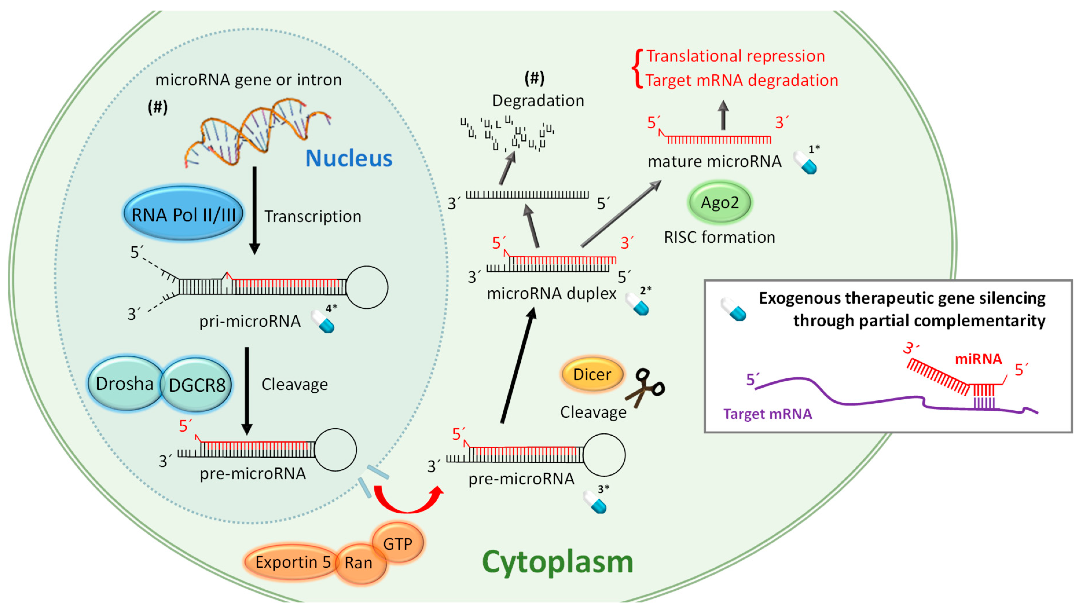 Ijms 21 03253 g001 Ijms 21 03253 g001