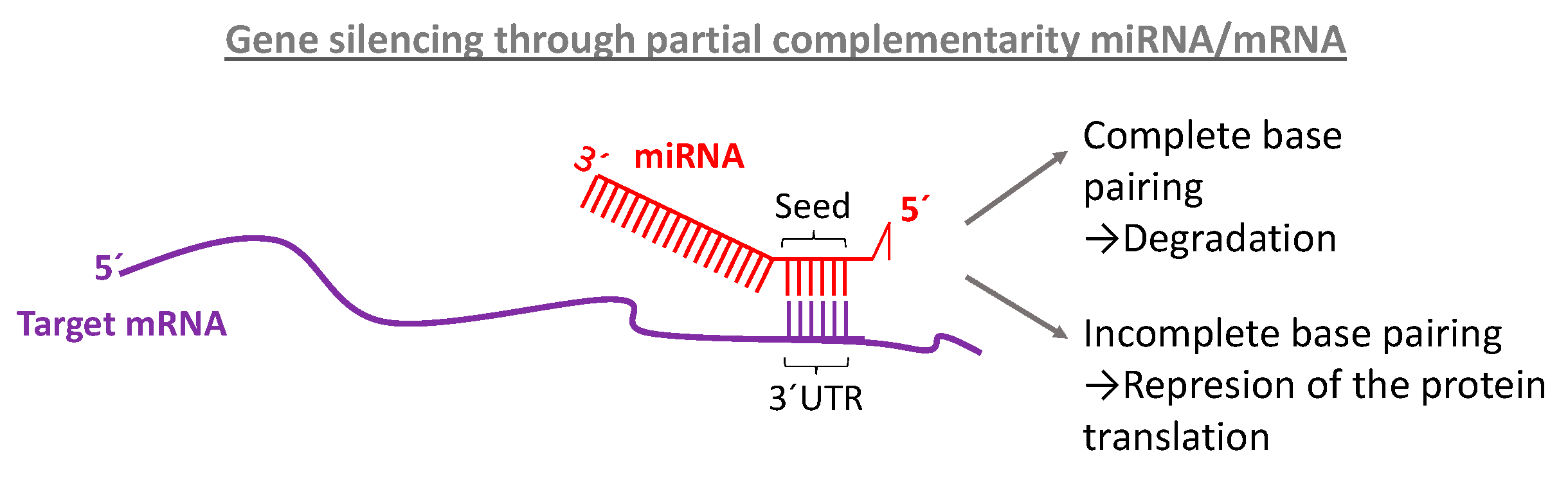 Ijms Free Full Text Microrna Nanotherapeutics For Lung Targeting Insights Into Pulmonary Hypertension Html Ijms Free Full Text Microrna Nanotherapeutics For Lung Targeting Insights Into Pulmonary Hypertension Html