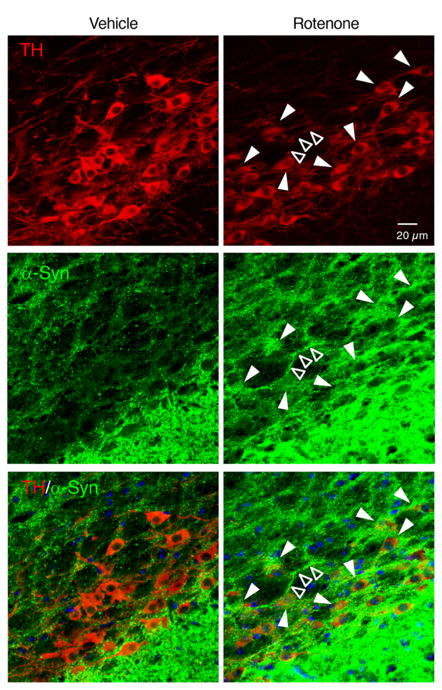 Ijms 21 03254 g006 Ijms 21 03254 g006