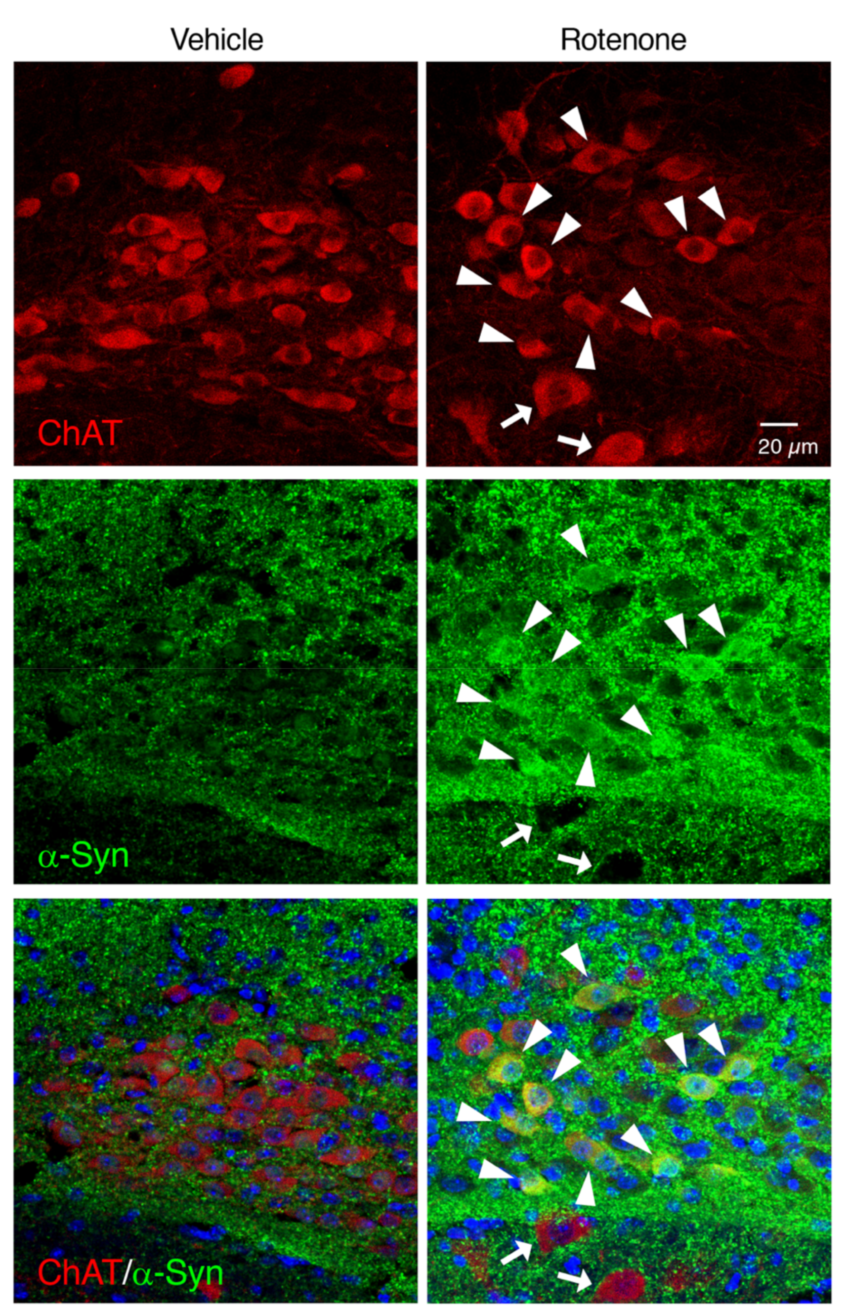 Ijms 21 03254 g007 Ijms 21 03254 g007