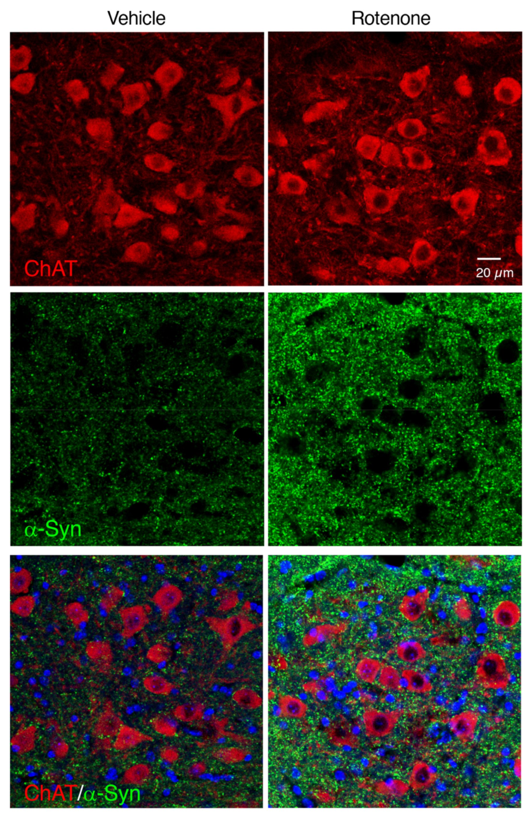Ijms 21 03254 g008 Ijms 21 03254 g008