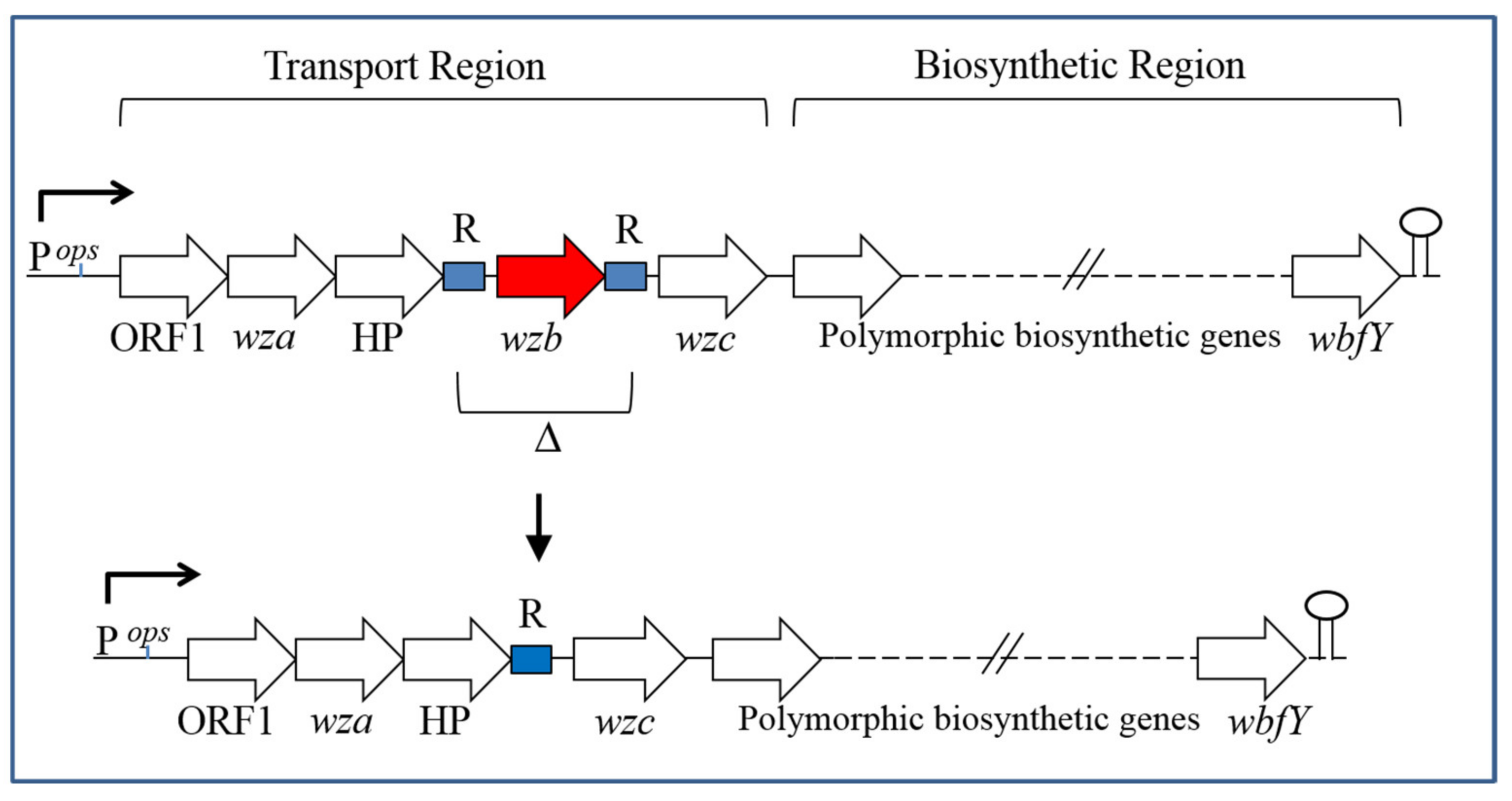 Ijms 21 03259 g002 Ijms 21 03259 g002