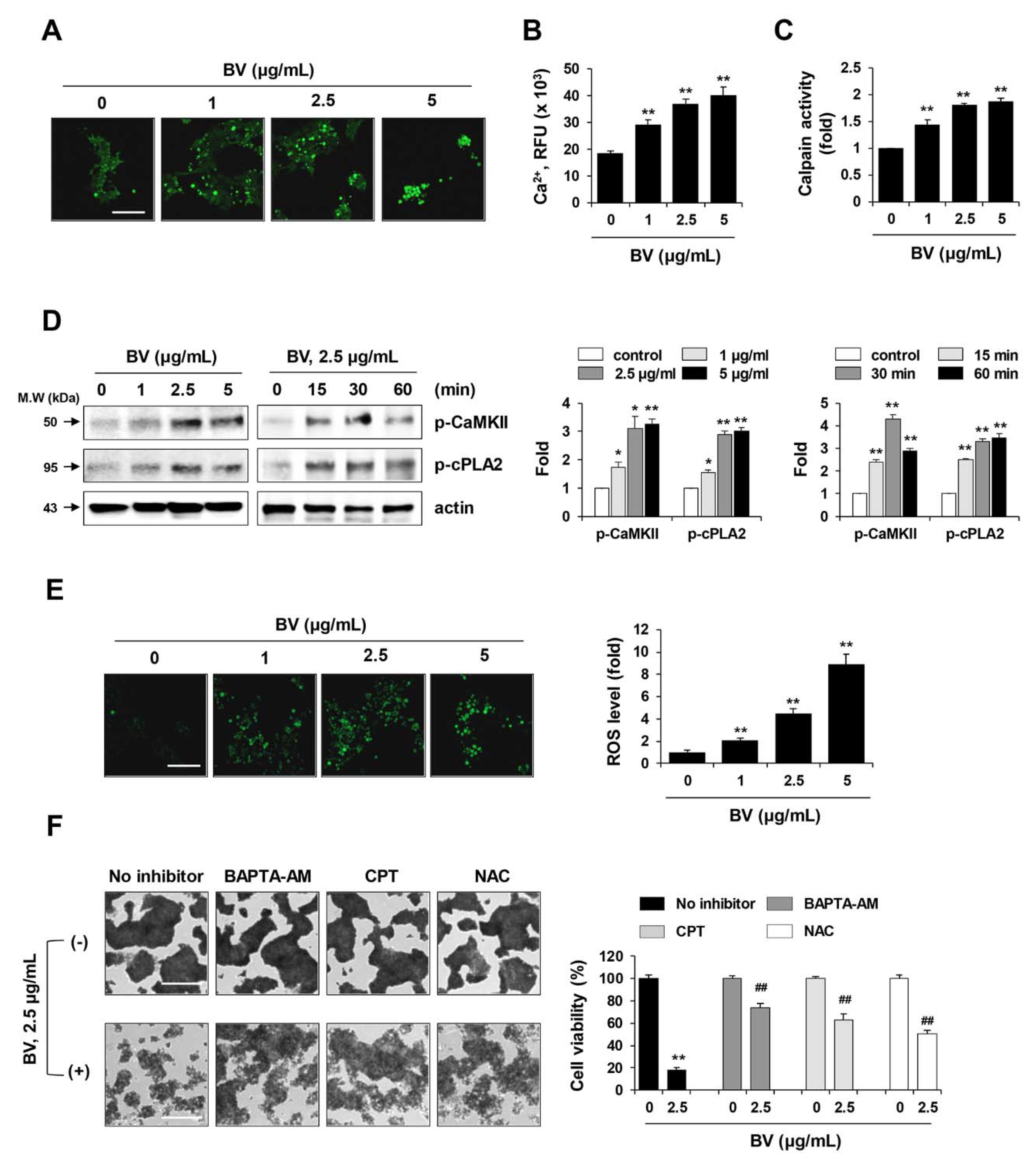 Ijms Free Full Text Elimination Of Teratogenic Human Induced Pluripotent Stem Cells By Bee Venom Via Calcium Calpain Pathway Html