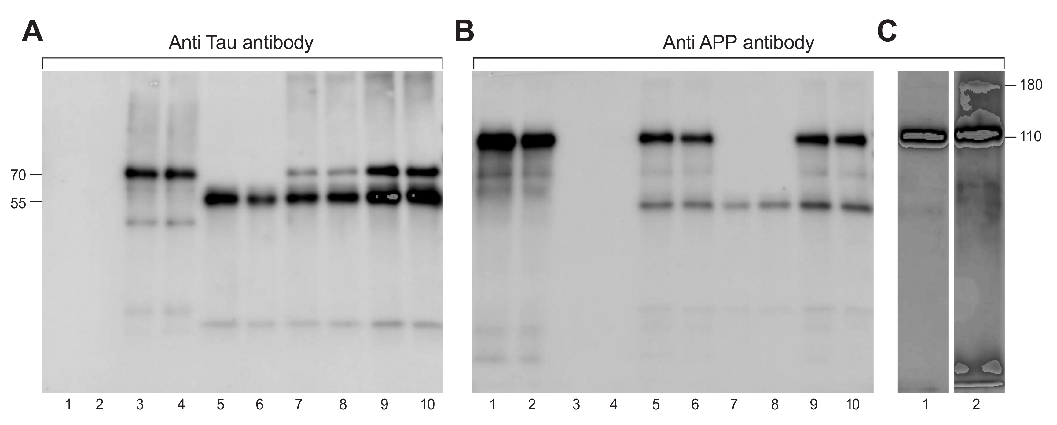 Ijms 21 03270 g001 Ijms 21 03270 g001