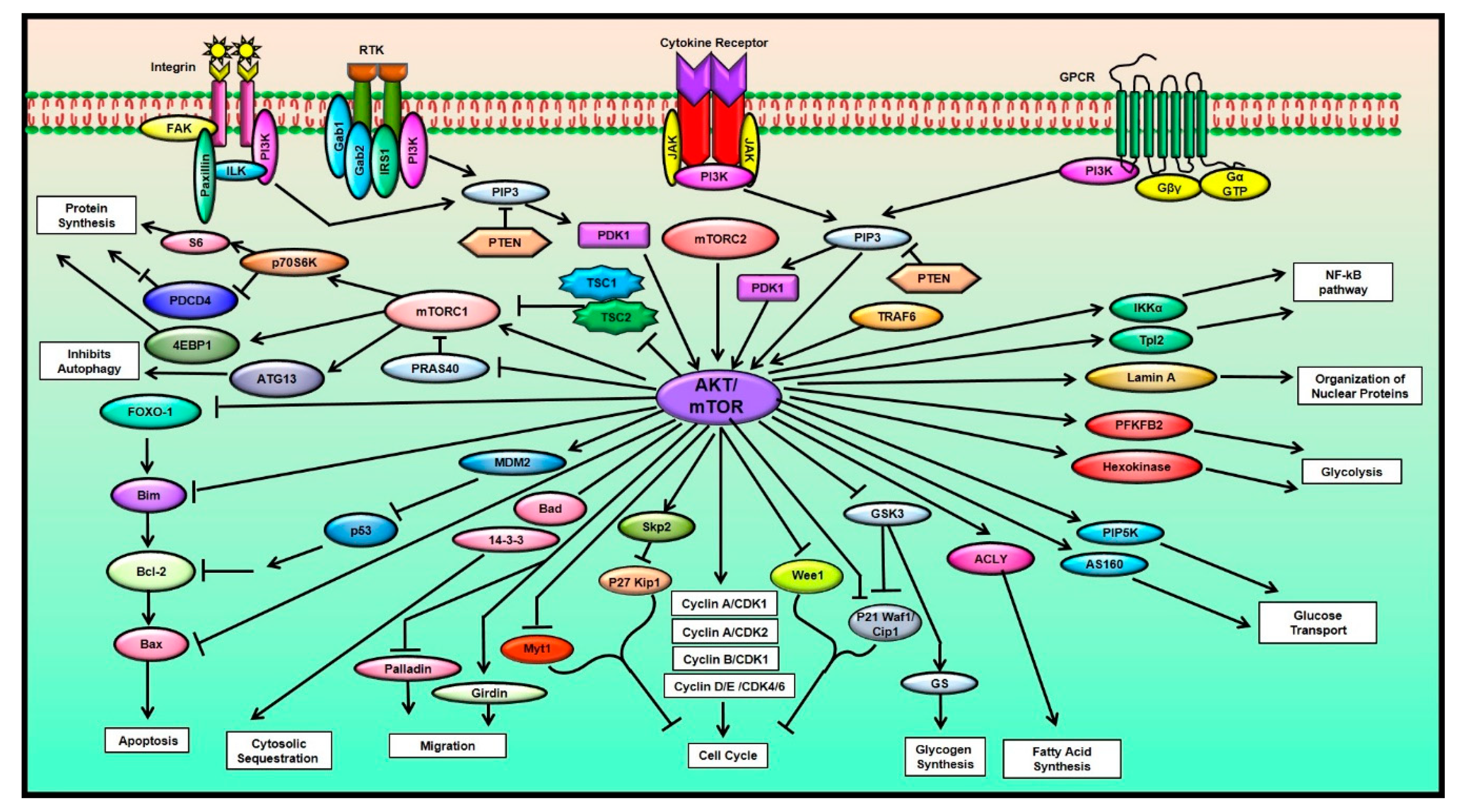 Targeting AKT/mTOR in Oral Cancer: Mechanisms and Advances Targeting AKT/mTOR in Oral Cancer: Mechanisms and Advances