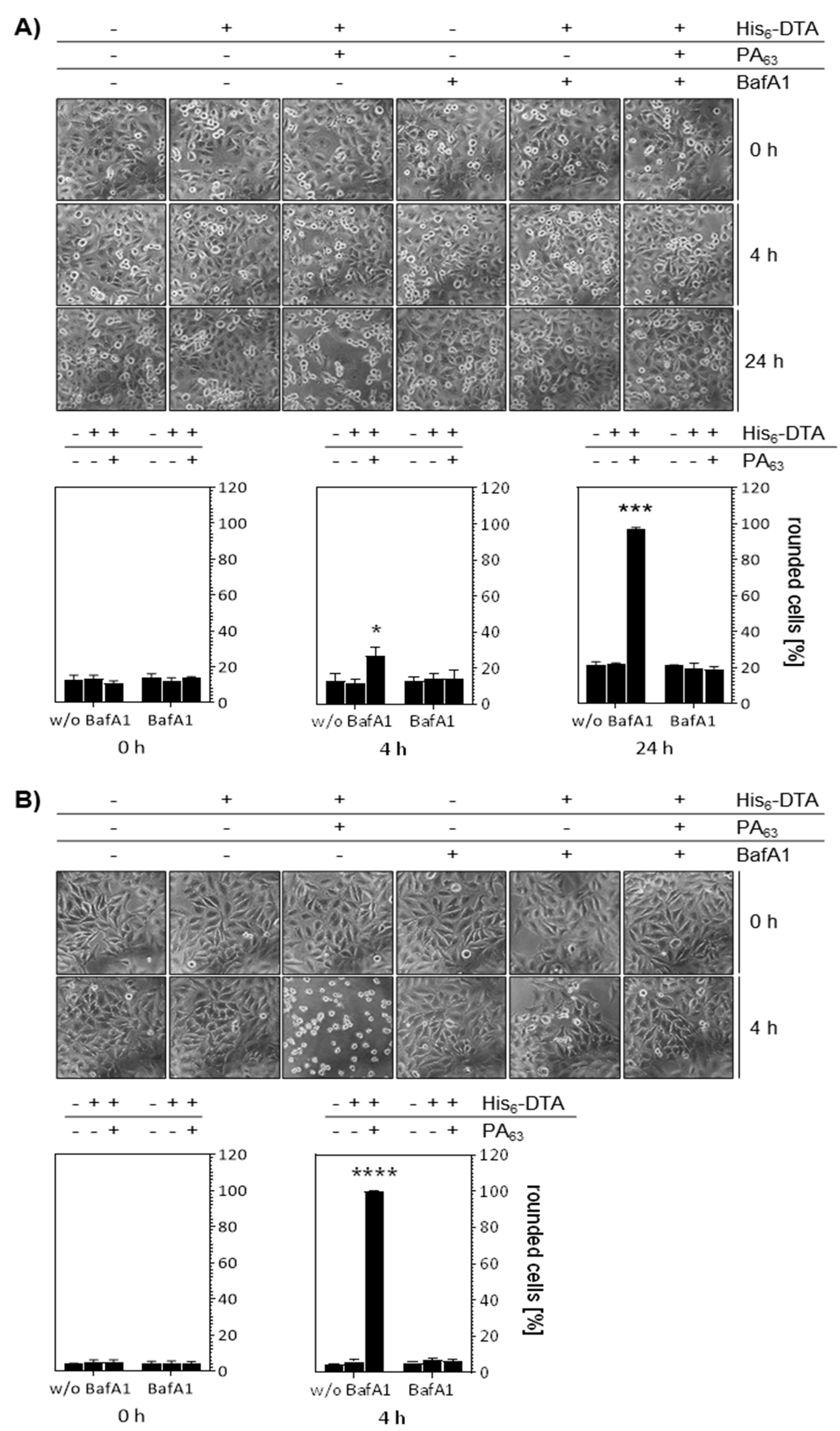 Ijms 21 03295 g002 Ijms 21 03295 g002
