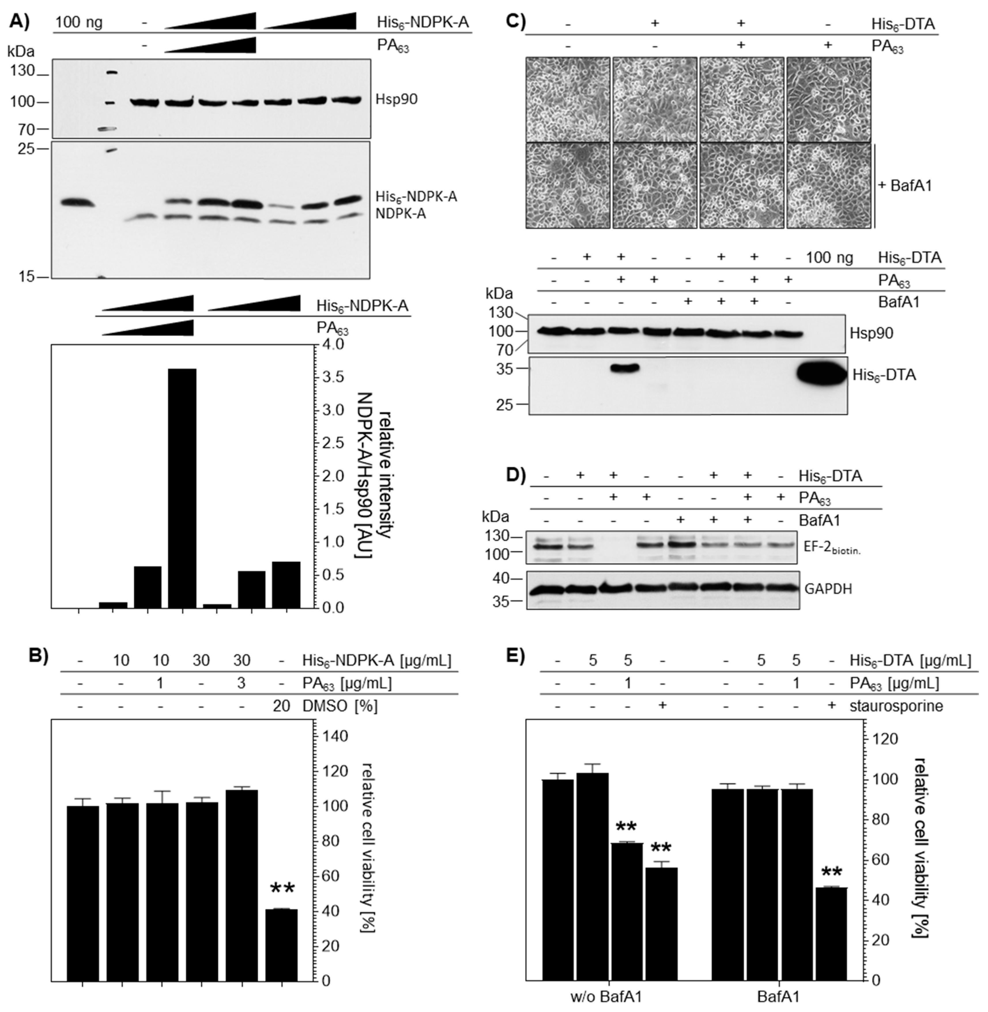 Ijms 21 03295 g005 Ijms 21 03295 g005