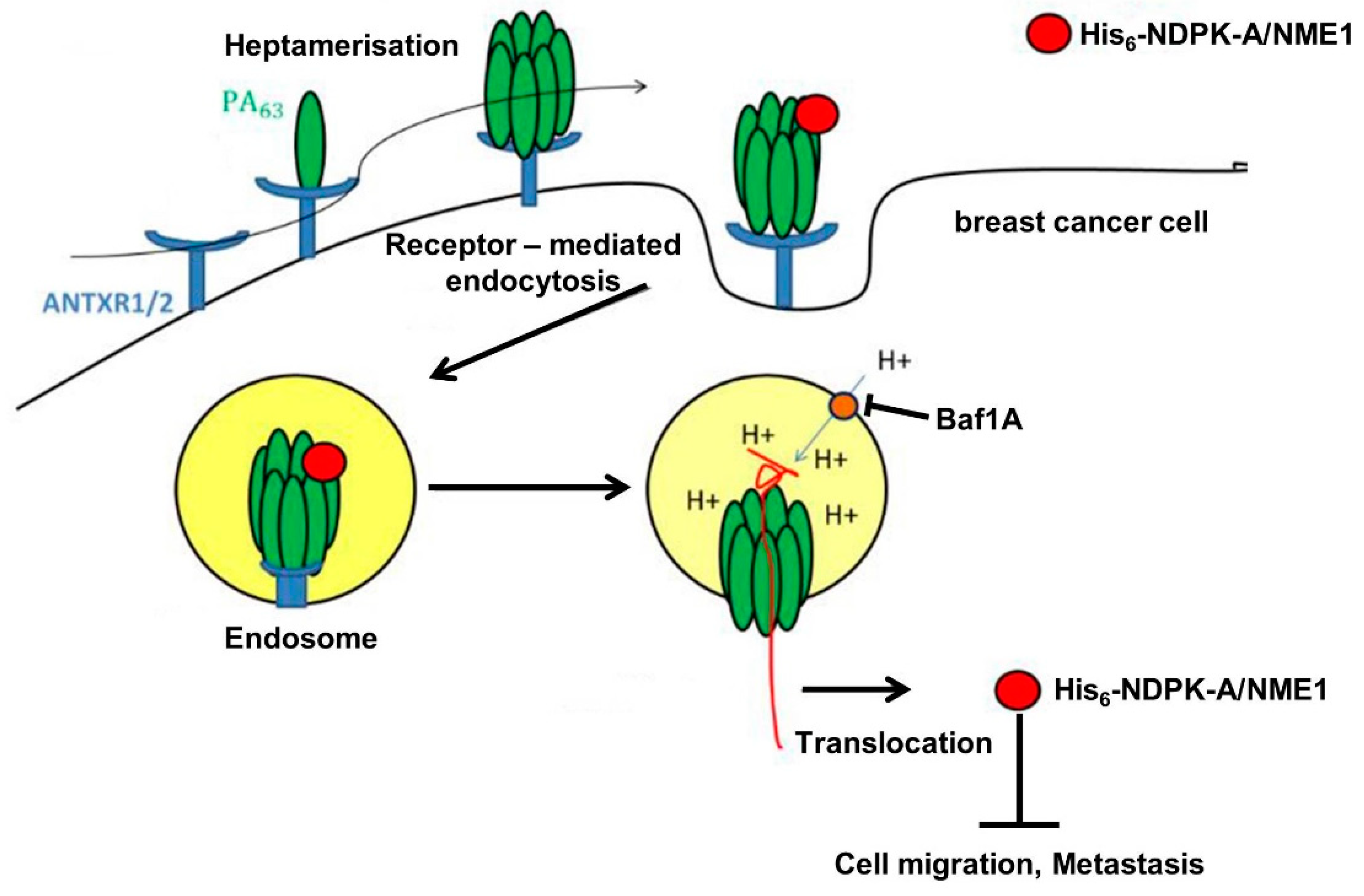 Ijms 21 03295 g008 Ijms 21 03295 g008