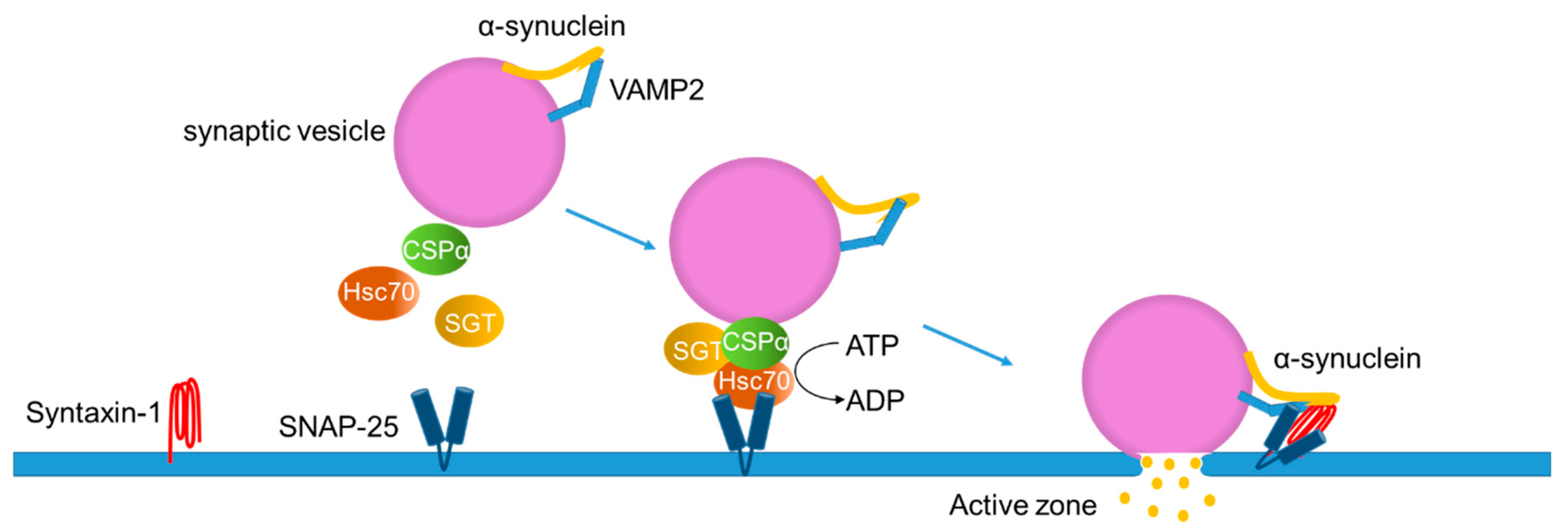 Ijms 21 03301 g003 Ijms 21 03301 g003