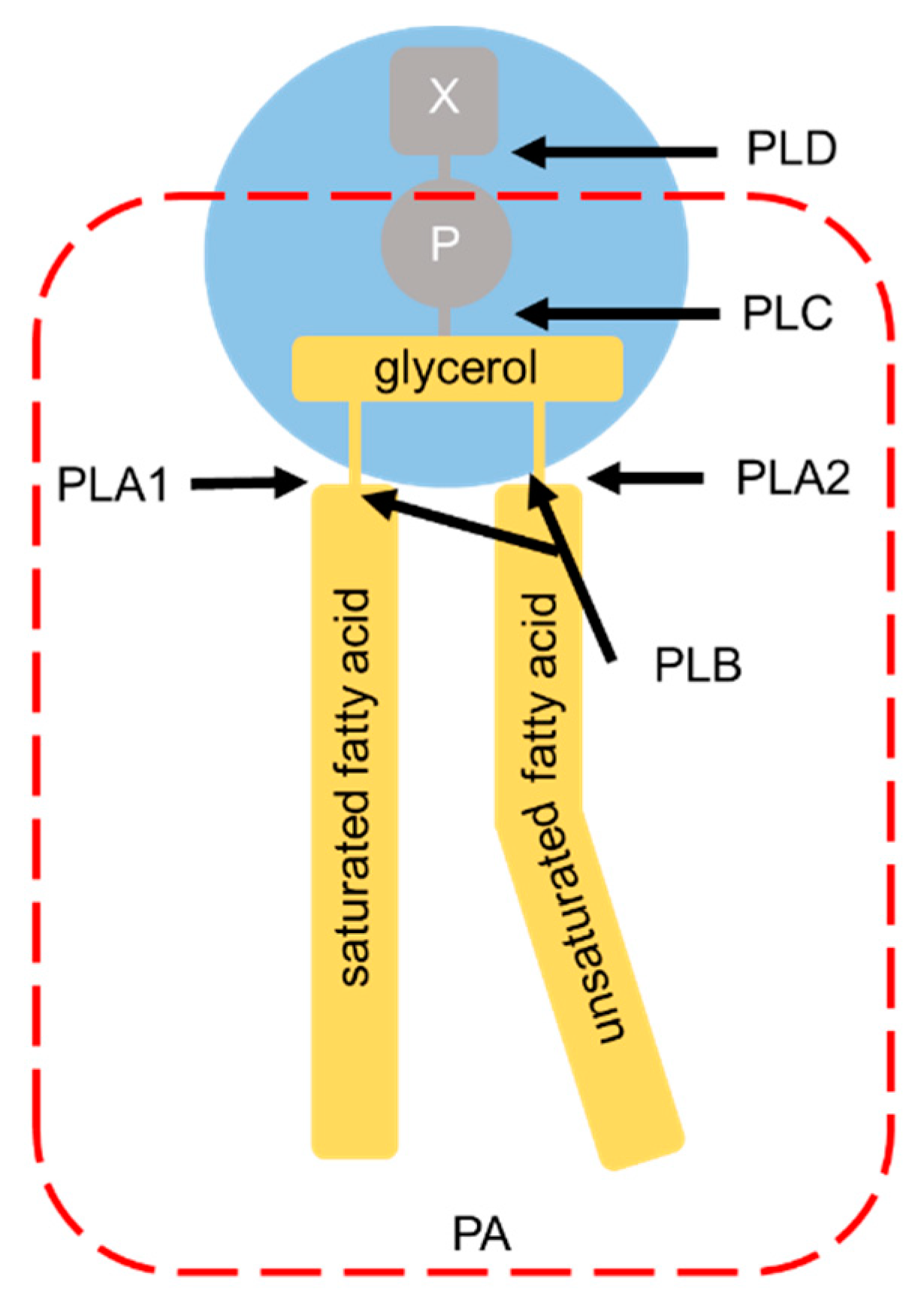 Ijms 21 03301 g004 Ijms 21 03301 g004