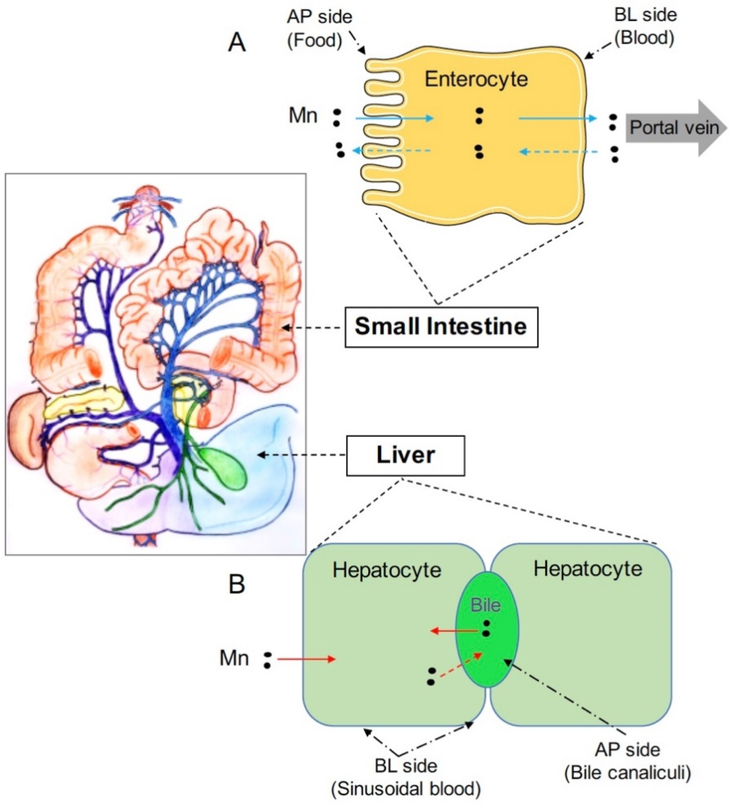 Ijms Free Full Text The Functions Of Zip8 Zip14 And Znt10 In The Regulation Of Systemic Manganese Homeostasis Html