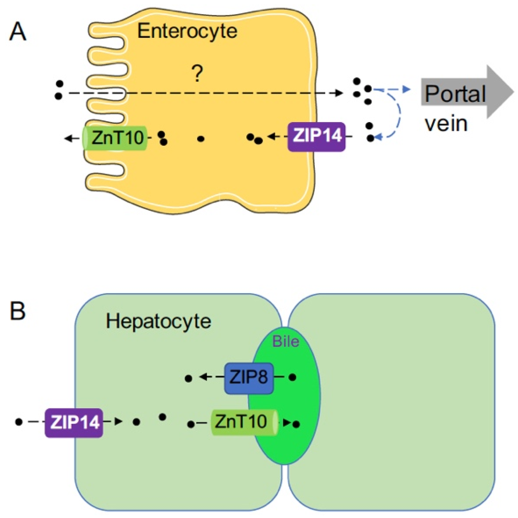 Ijms Free Full Text The Functions Of Zip8 Zip14 And Znt10 In The Regulation Of Systemic Manganese Homeostasis Html