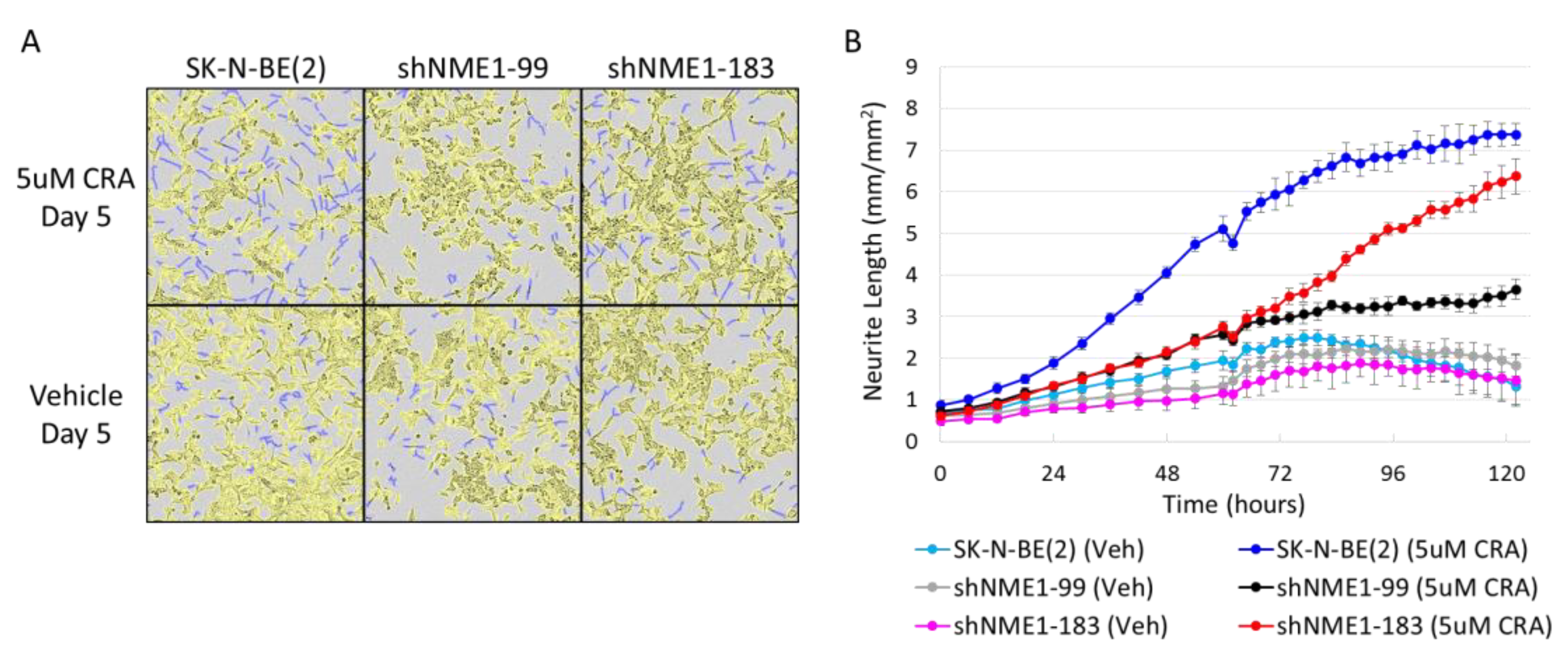 Ijms 21 03319 g006 Ijms 21 03319 g006