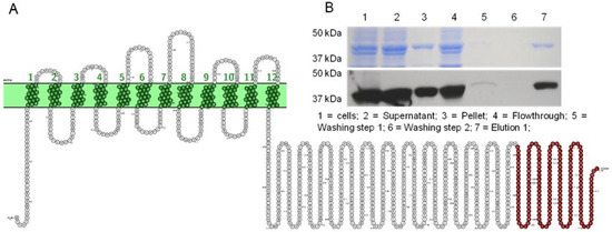 14-3-3 Proteins and Other Candidates form Protein-Protein