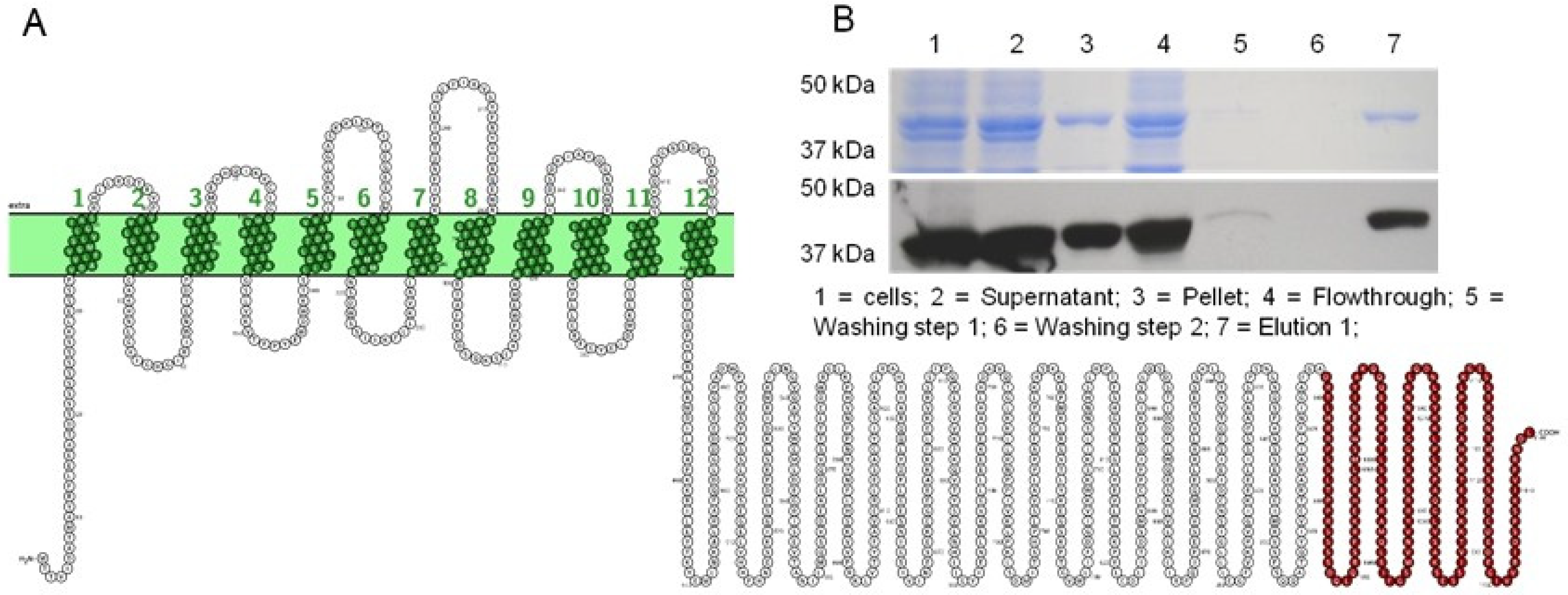 14-3-3 Proteins and Other Candidates form Protein-Protein
