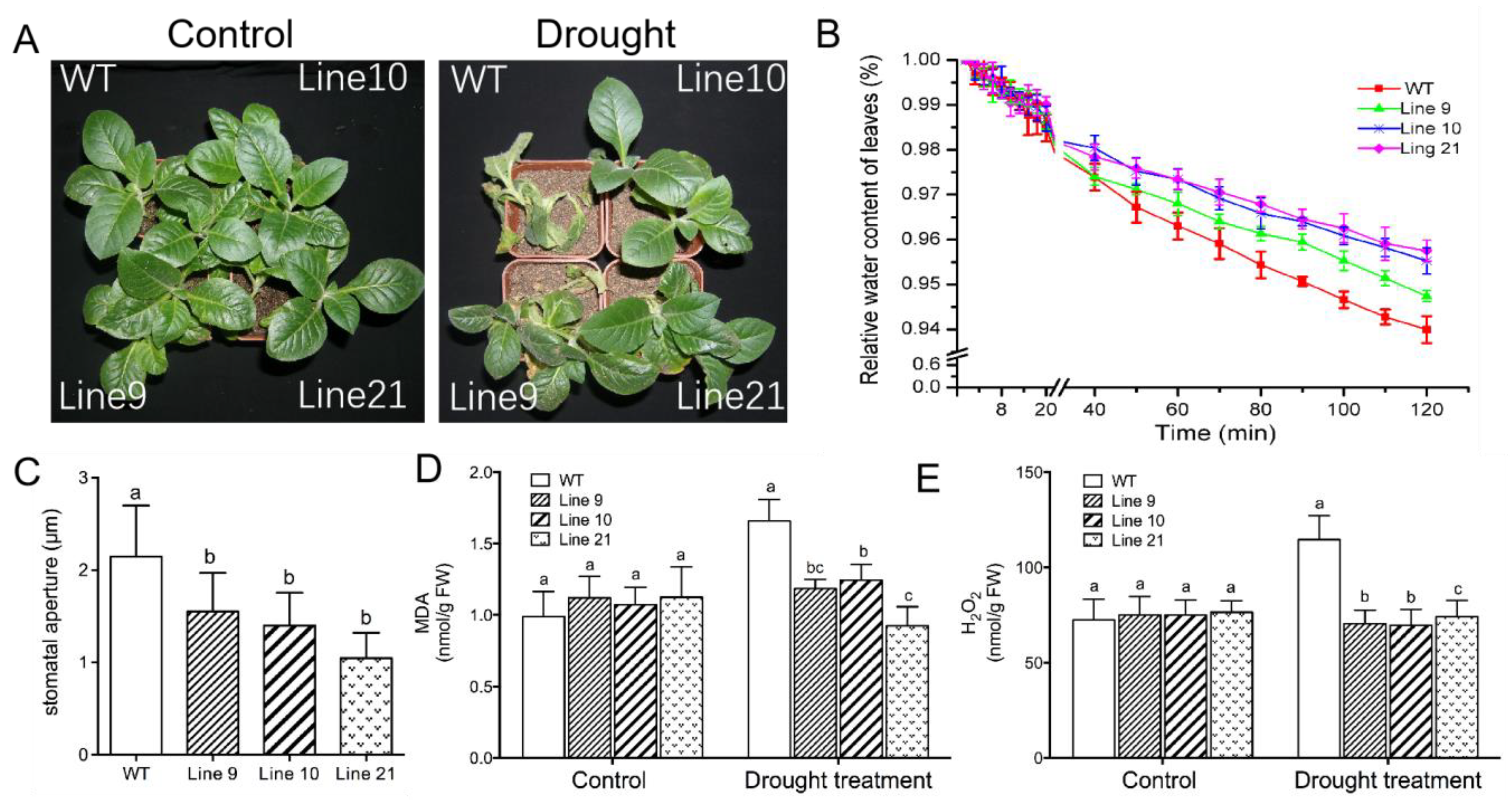 Ijms 21 03335 g007 Ijms 21 03335 g007