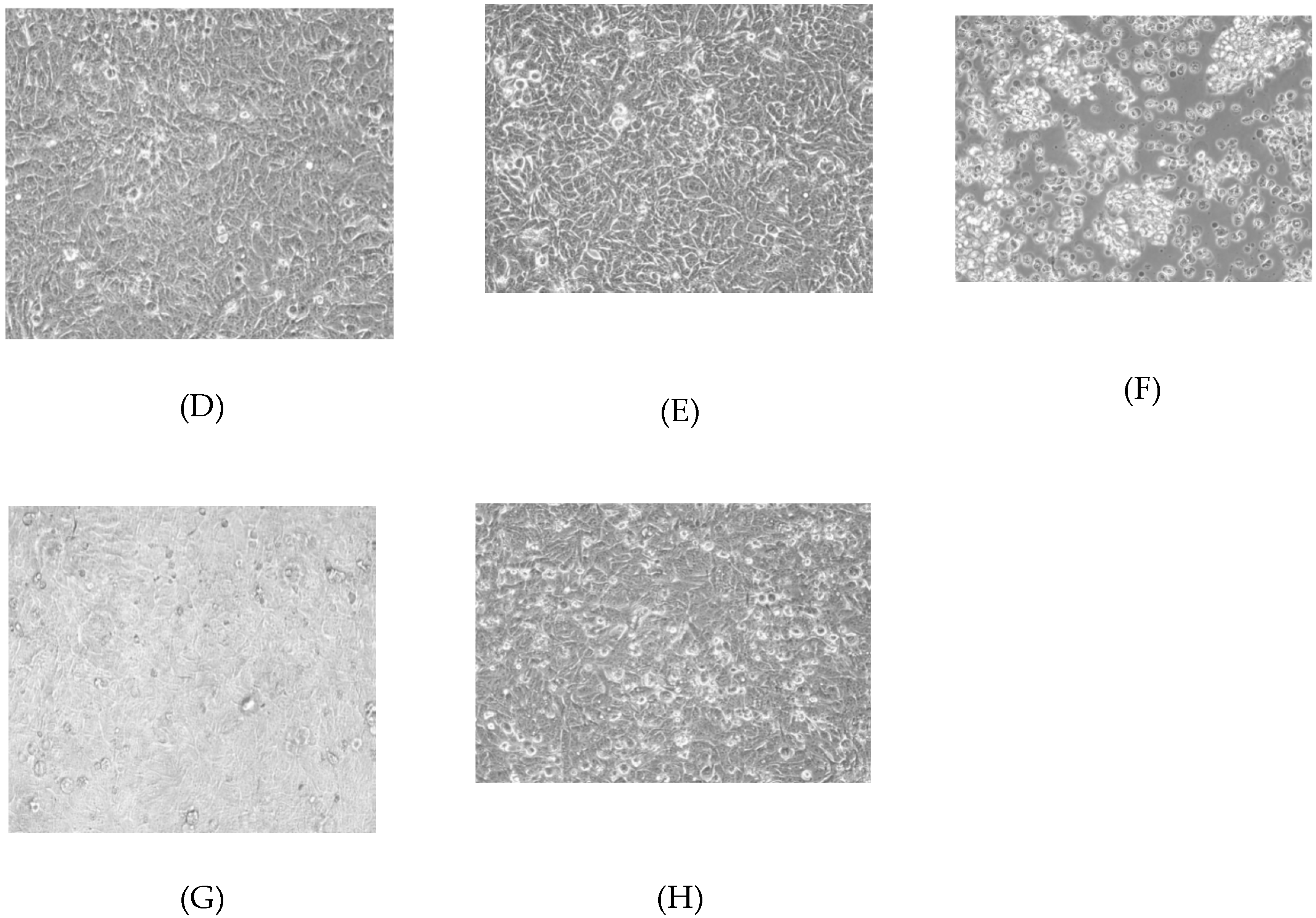 Ijms 21 03349 g002b Ijms 21 03349 g002b