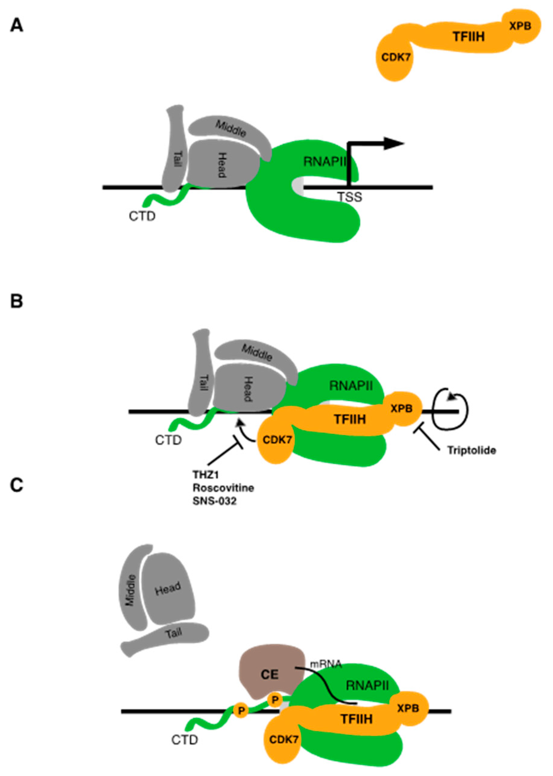 Ijms 21 03354 g002 Ijms 21 03354 g002