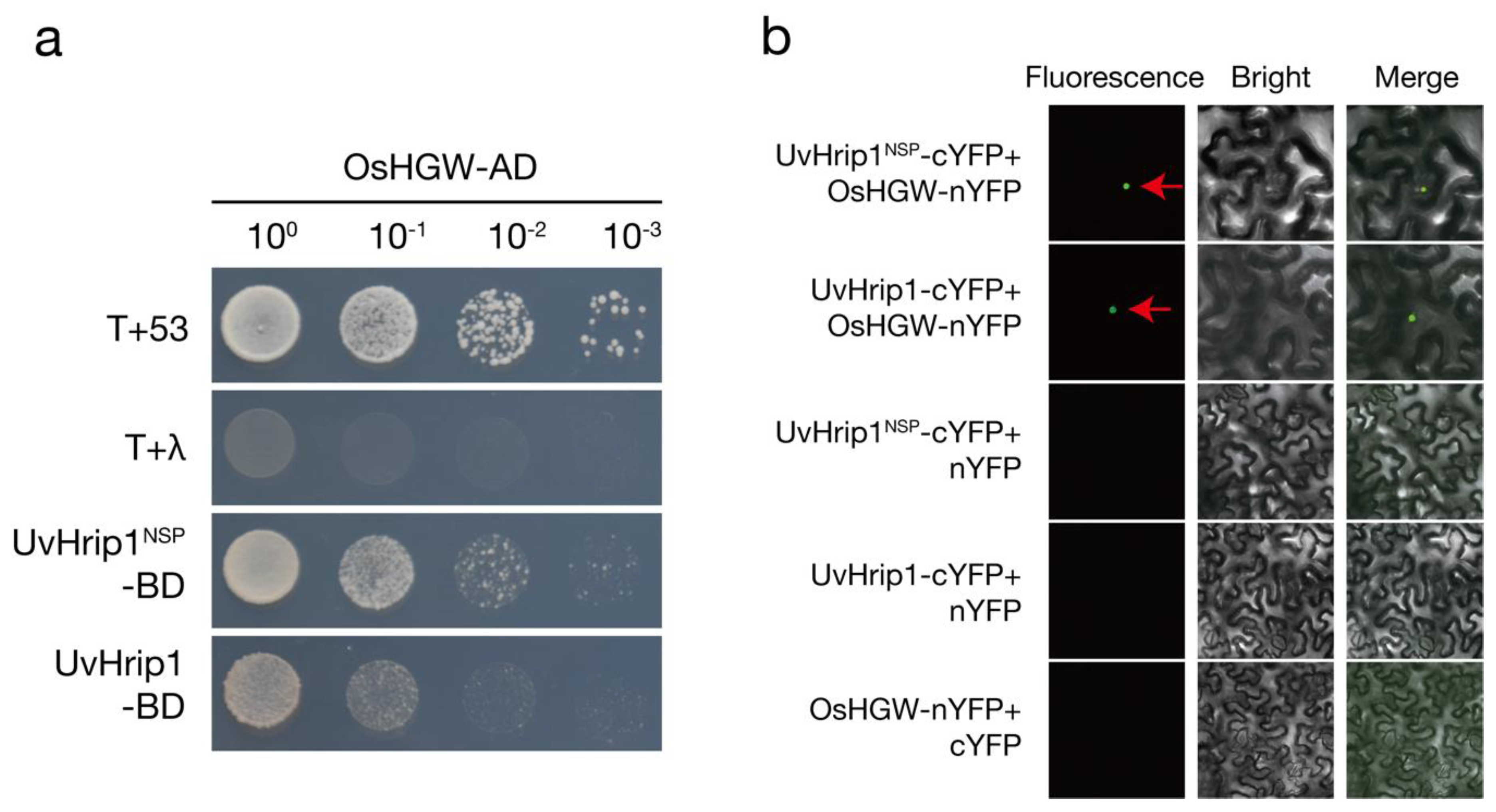Ijms 21 03376 g004 Ijms 21 03376 g004