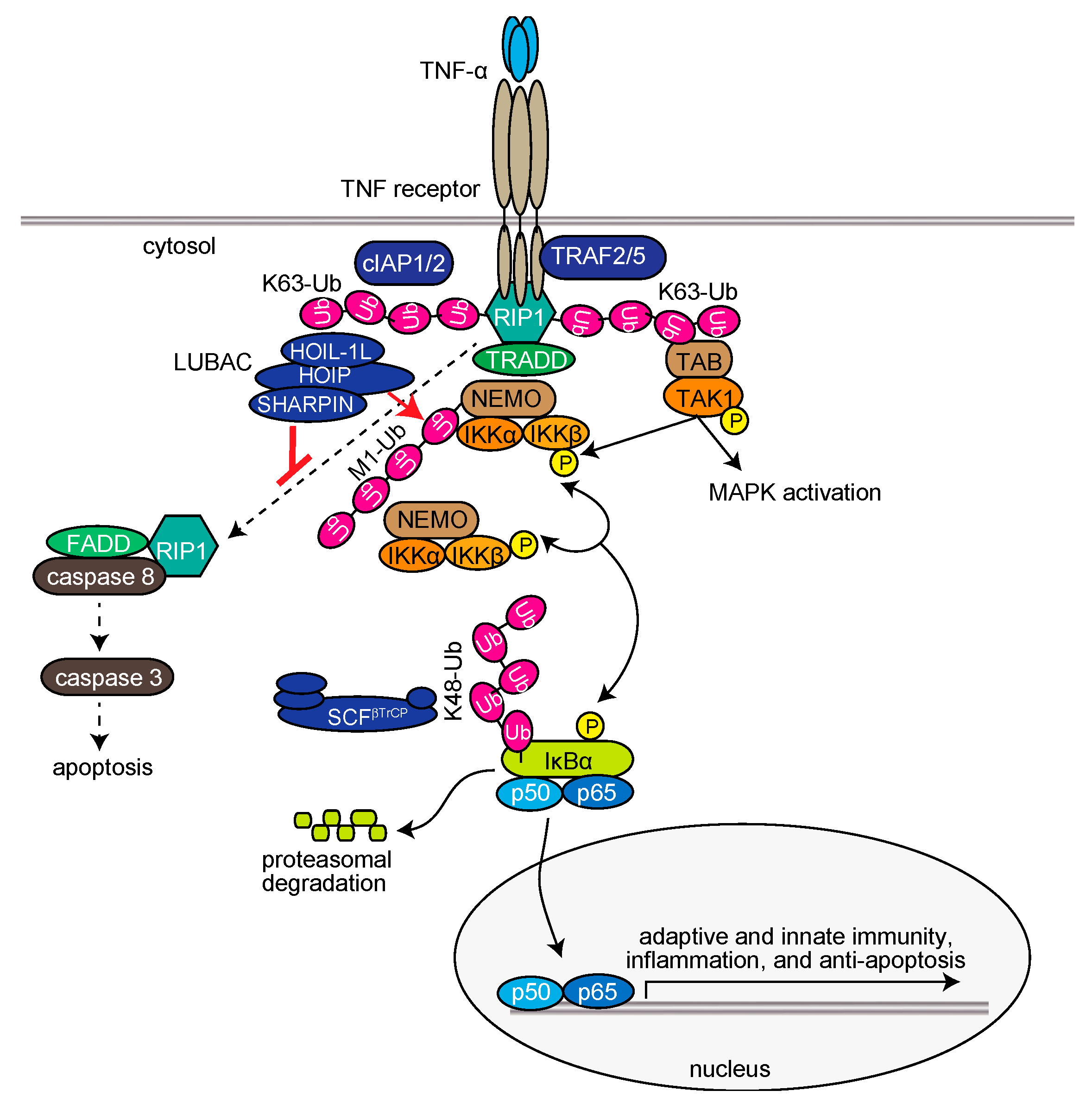 Ijms 21 03381 g002 Ijms 21 03381 g002