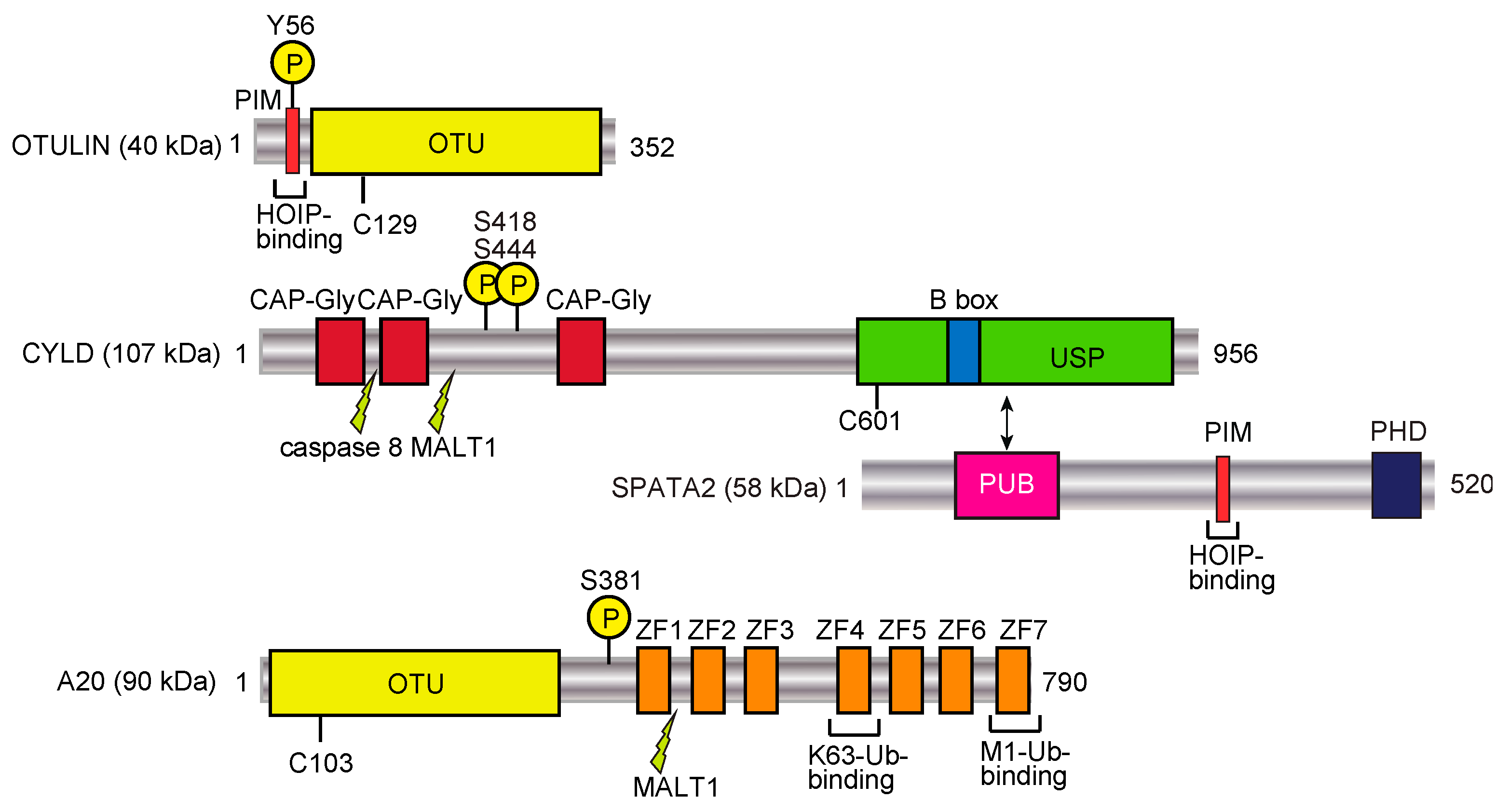 Ijms 21 03381 g003 Ijms 21 03381 g003