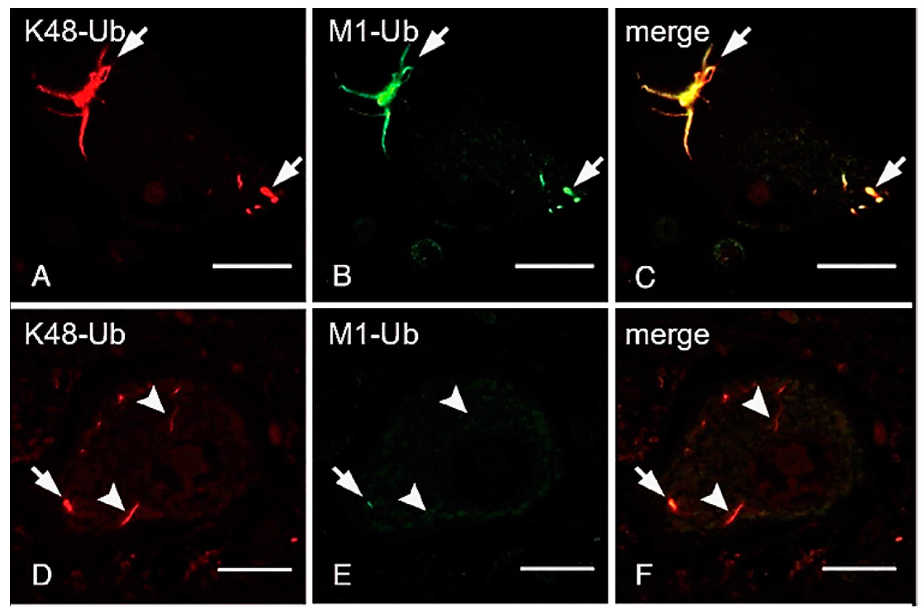 Ijms 21 03381 g004 Ijms 21 03381 g004
