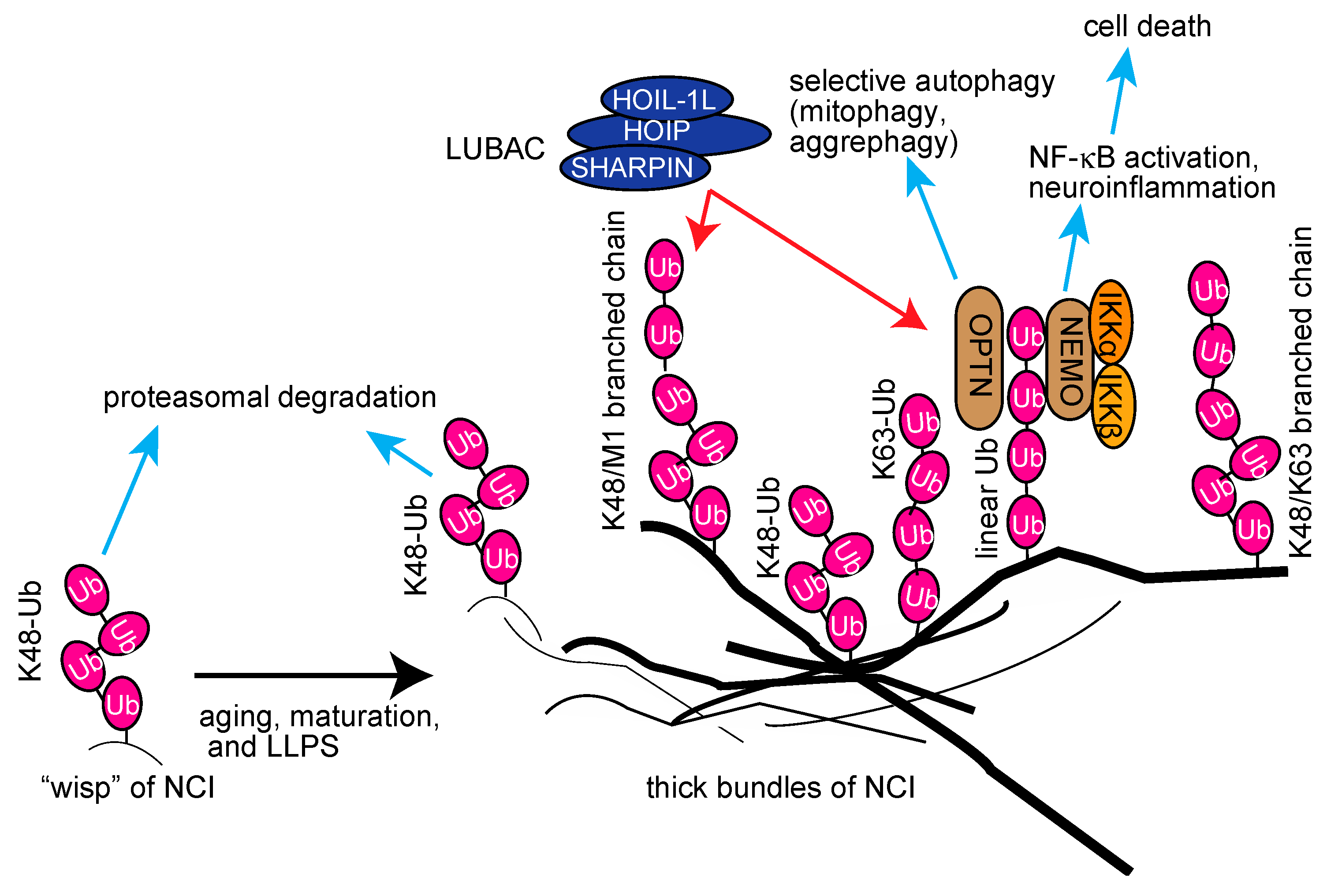 Ijms 21 03381 g006 Ijms 21 03381 g006