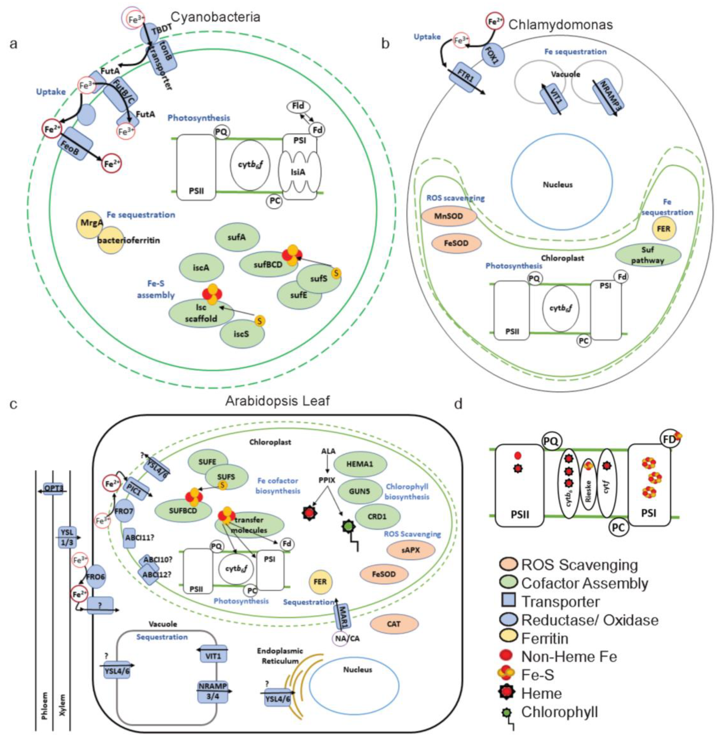 Ijms 21 03395 g003 Ijms 21 03395 g003