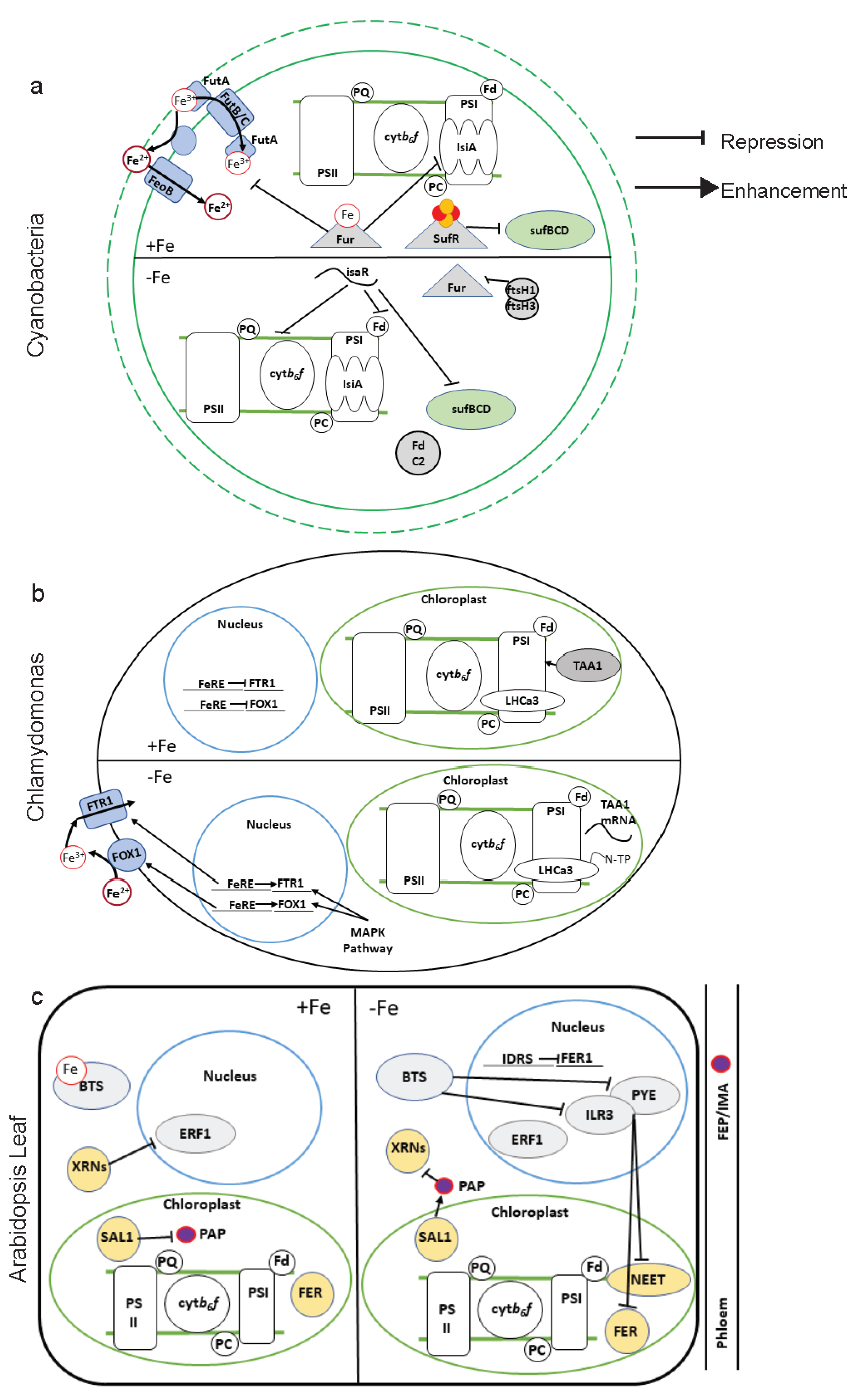 Ijms 21 03395 g005 Ijms 21 03395 g005