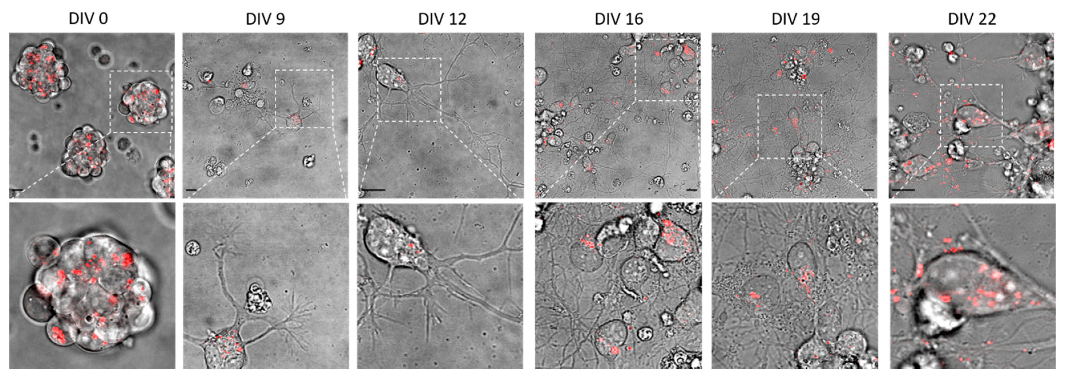 Ijms 21 03397 g001 Ijms 21 03397 g001