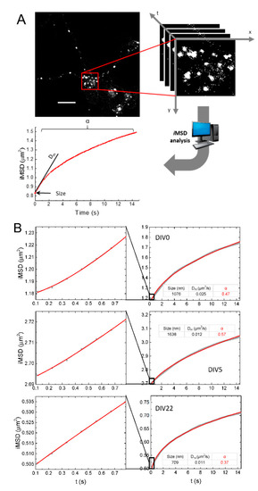 IJMS | Special Issue : Biogenesis and Functional Roles of Lysosomes