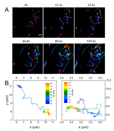 IJMS | Special Issue : Biogenesis and Functional Roles of Lysosomes