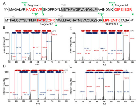 Ijms 21 03403 g002 550