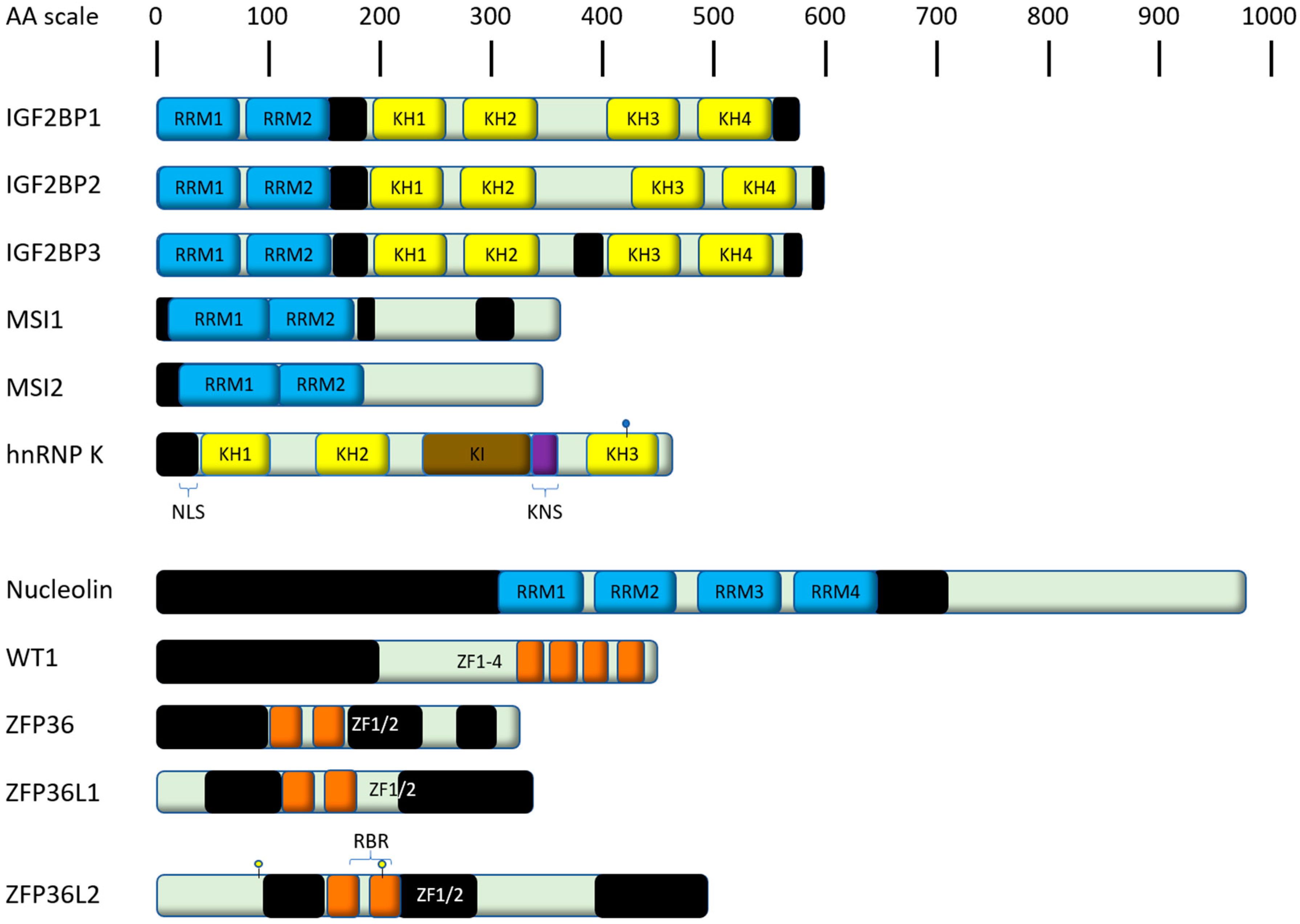 Ijms 21 03409 g002 Ijms 21 03409 g002