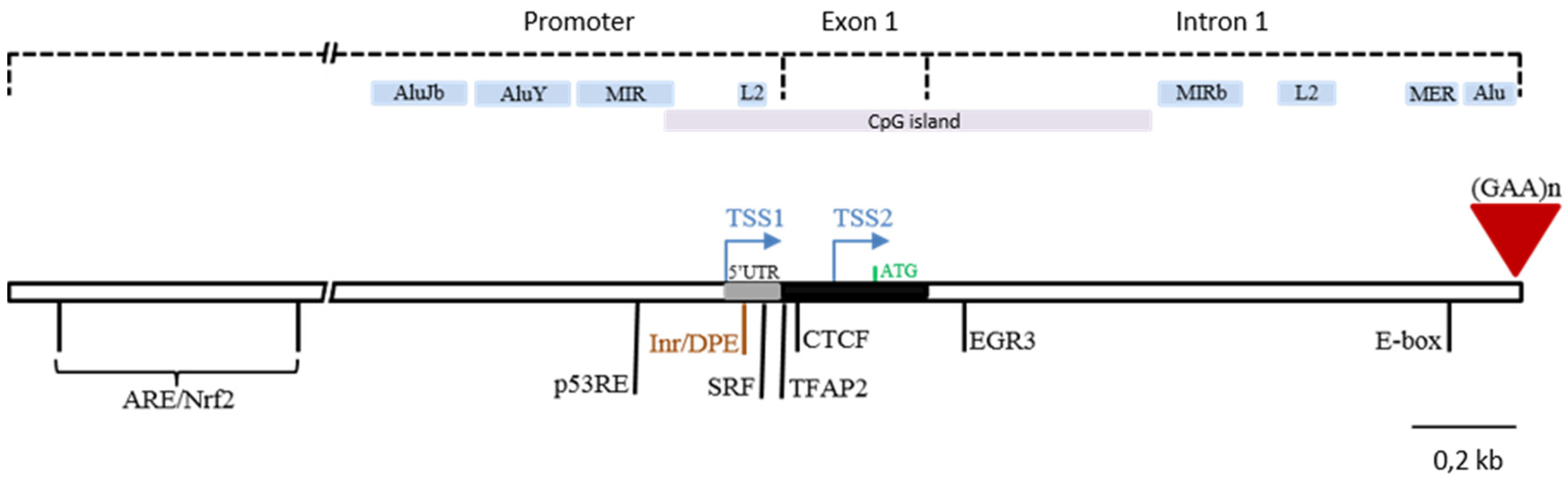 Ijms 21 03410 g001 Ijms 21 03410 g001