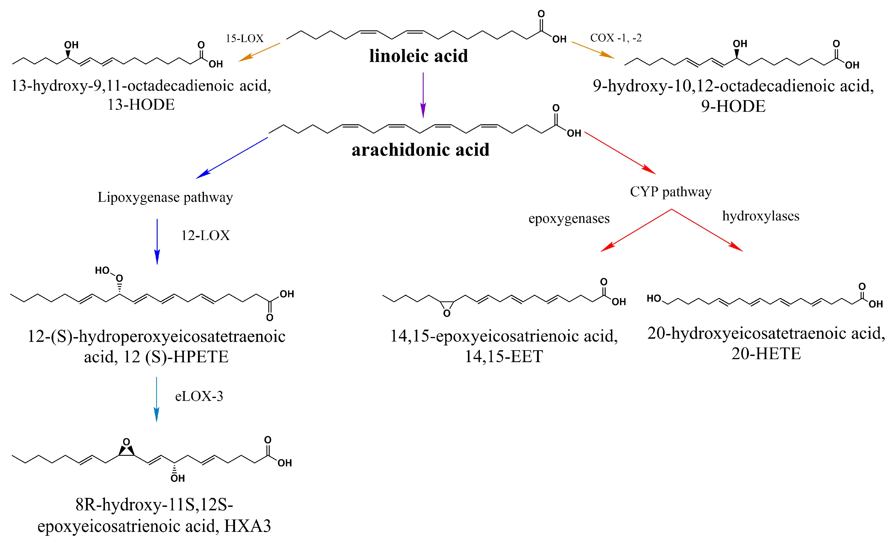 Ijms 21 03421 g002 Ijms 21 03421 g002