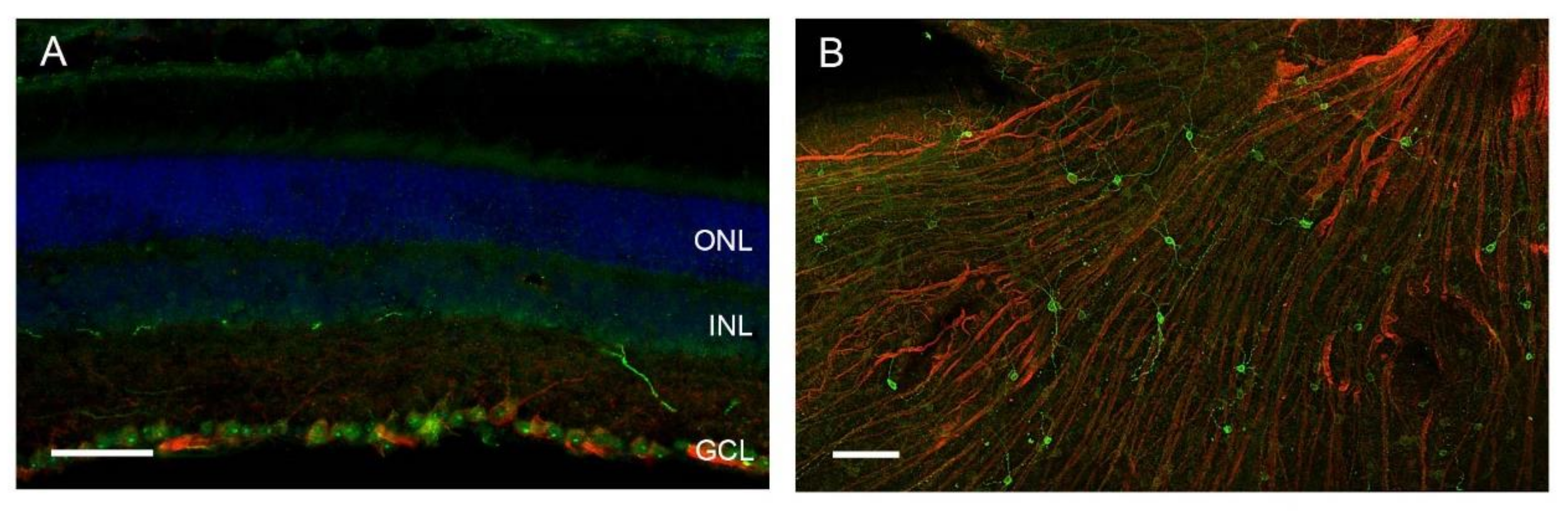 Ijms 21 03423 g003 Ijms 21 03423 g003