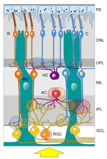 IJMS | Free Full-Text | The Role Of Purinergic Receptors In The Circadian System | HTML IJMS | Free Full-Text | The Role Of Purinergic Receptors In The Circadian System | HTML