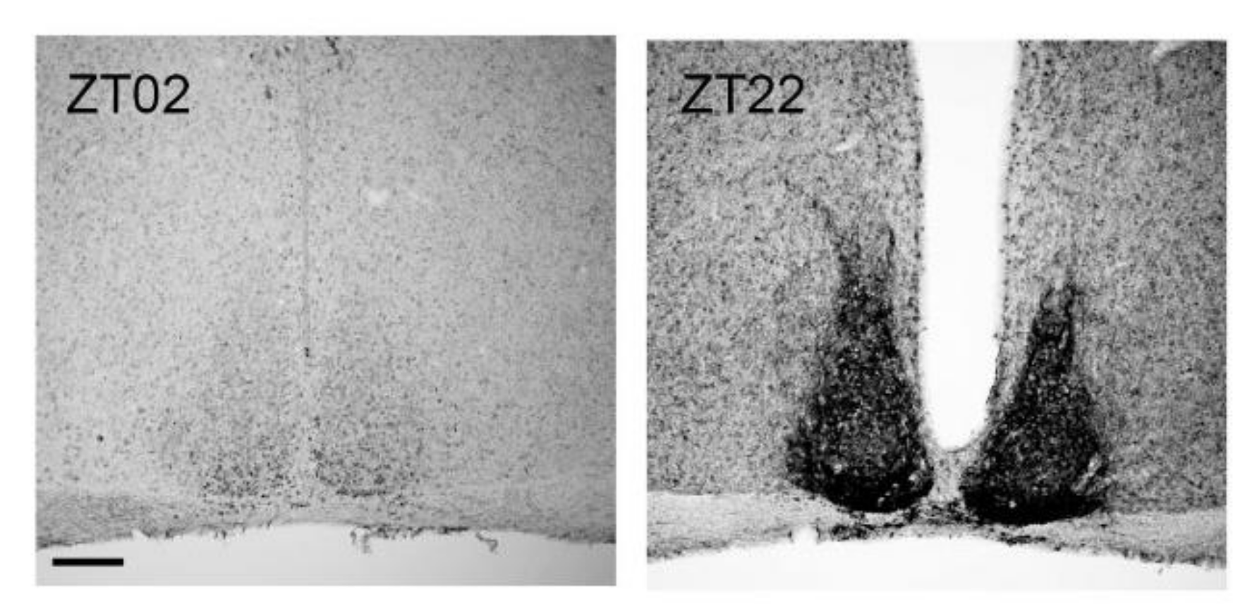 Ijms 21 03423 g006 Ijms 21 03423 g006