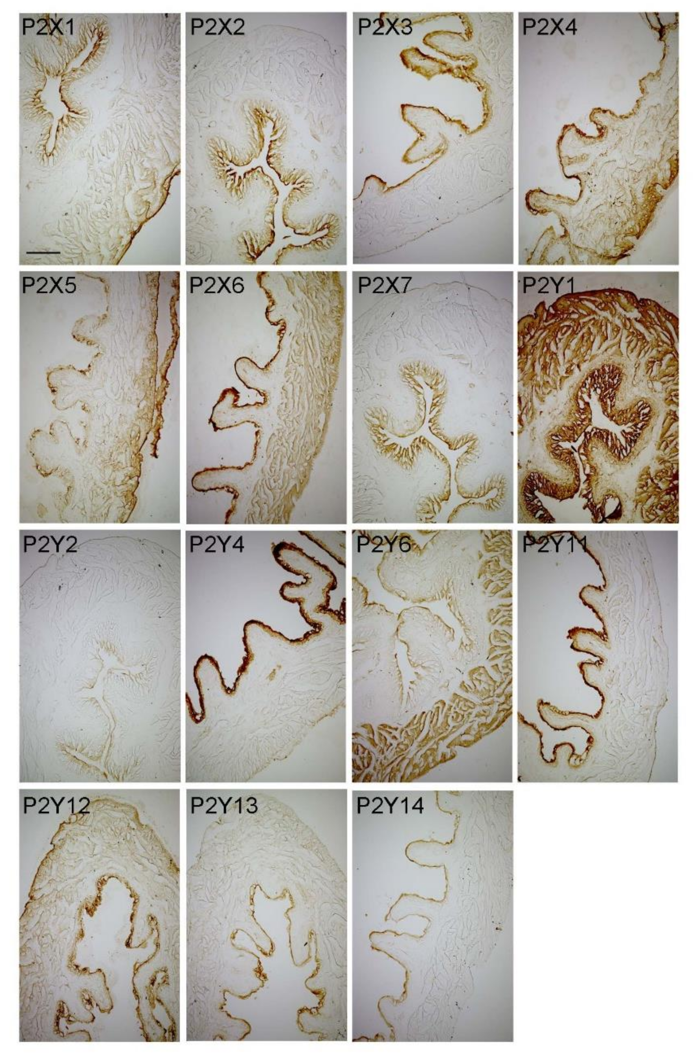 Ijms 21 03423 g007 Ijms 21 03423 g007