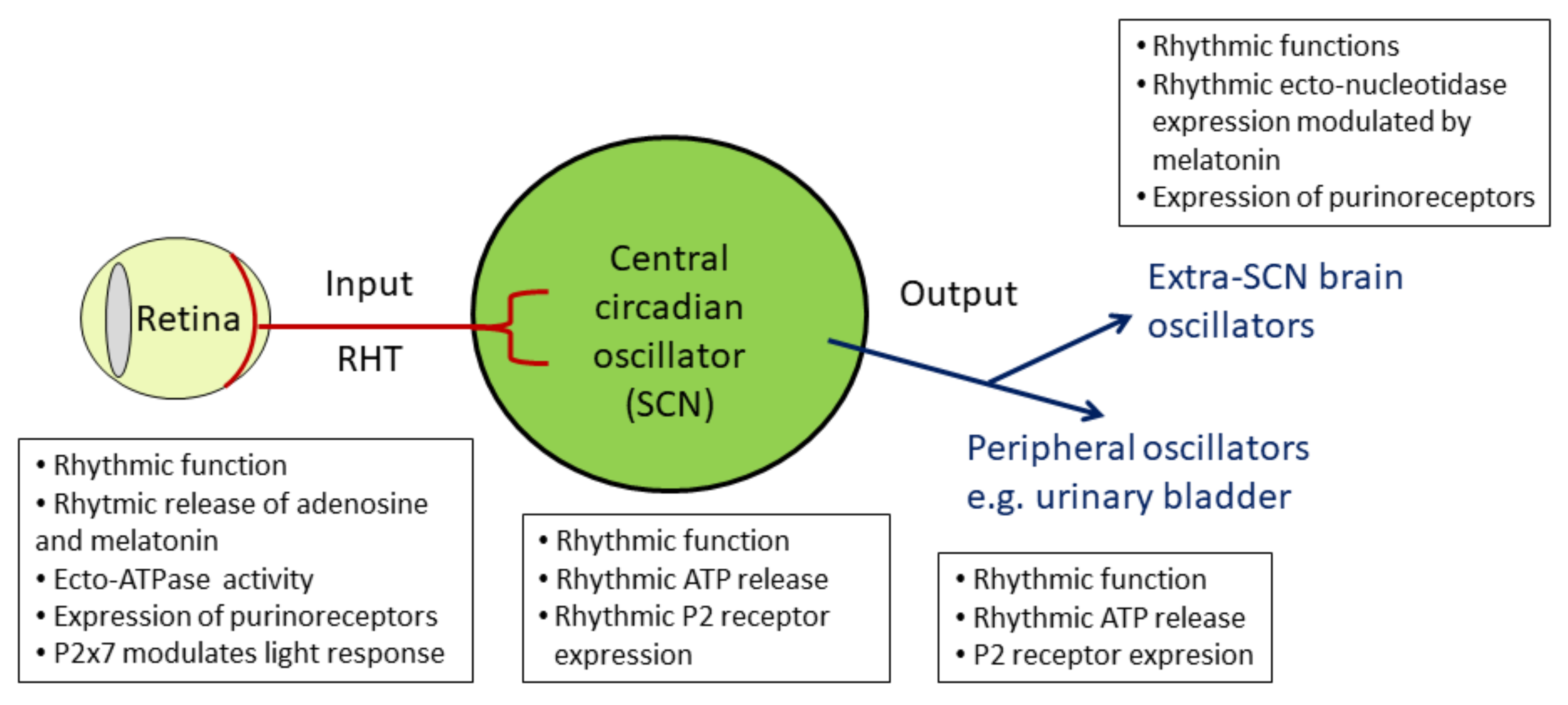 Ijms 21 03423 g008 Ijms 21 03423 g008