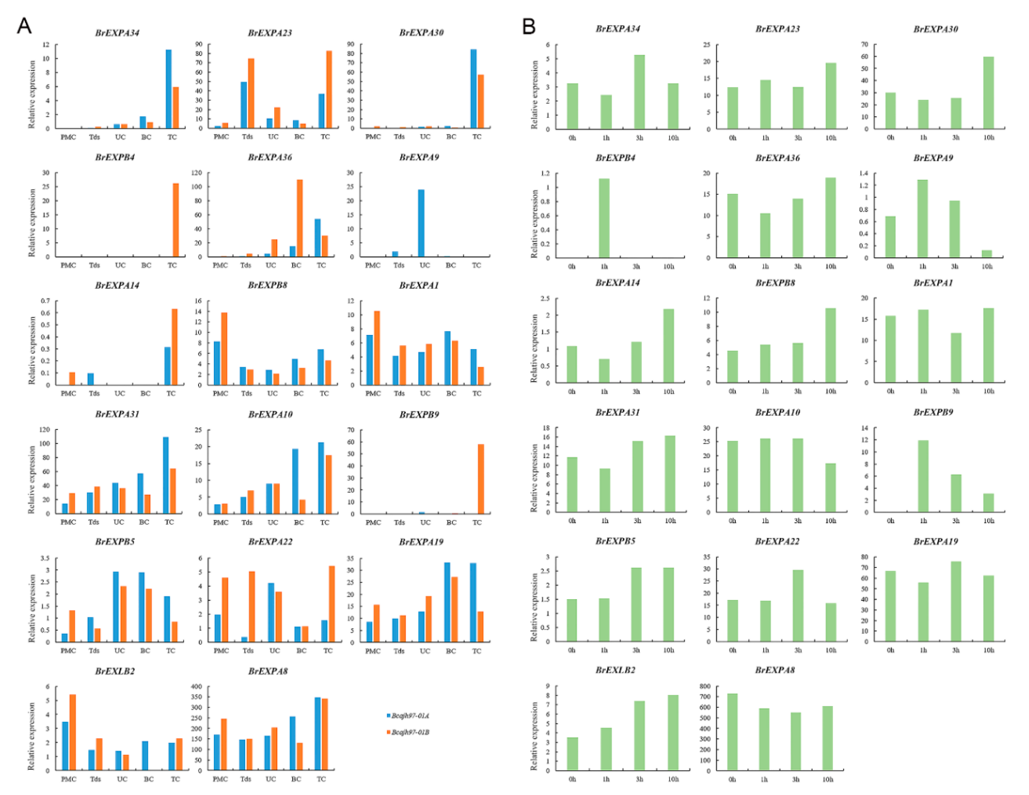 Ijms 21 03424 g011 Ijms 21 03424 g011