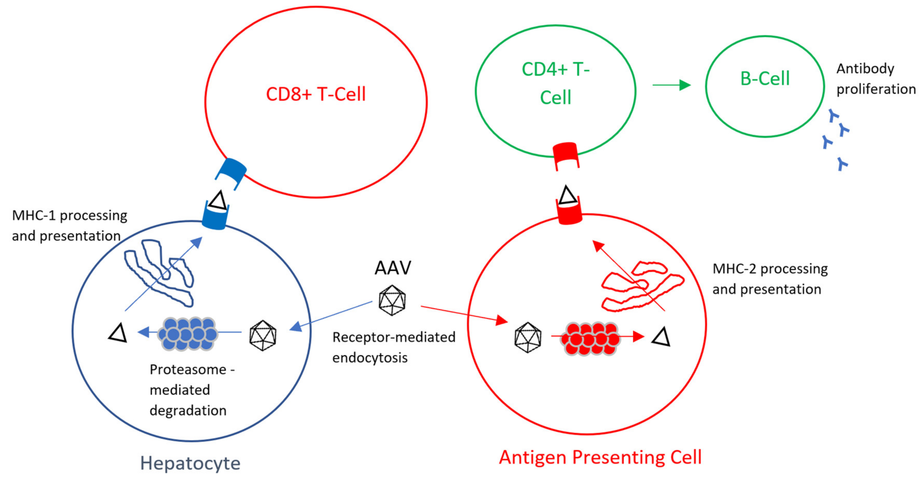Ijms 21 03433 g001 Ijms 21 03433 g001