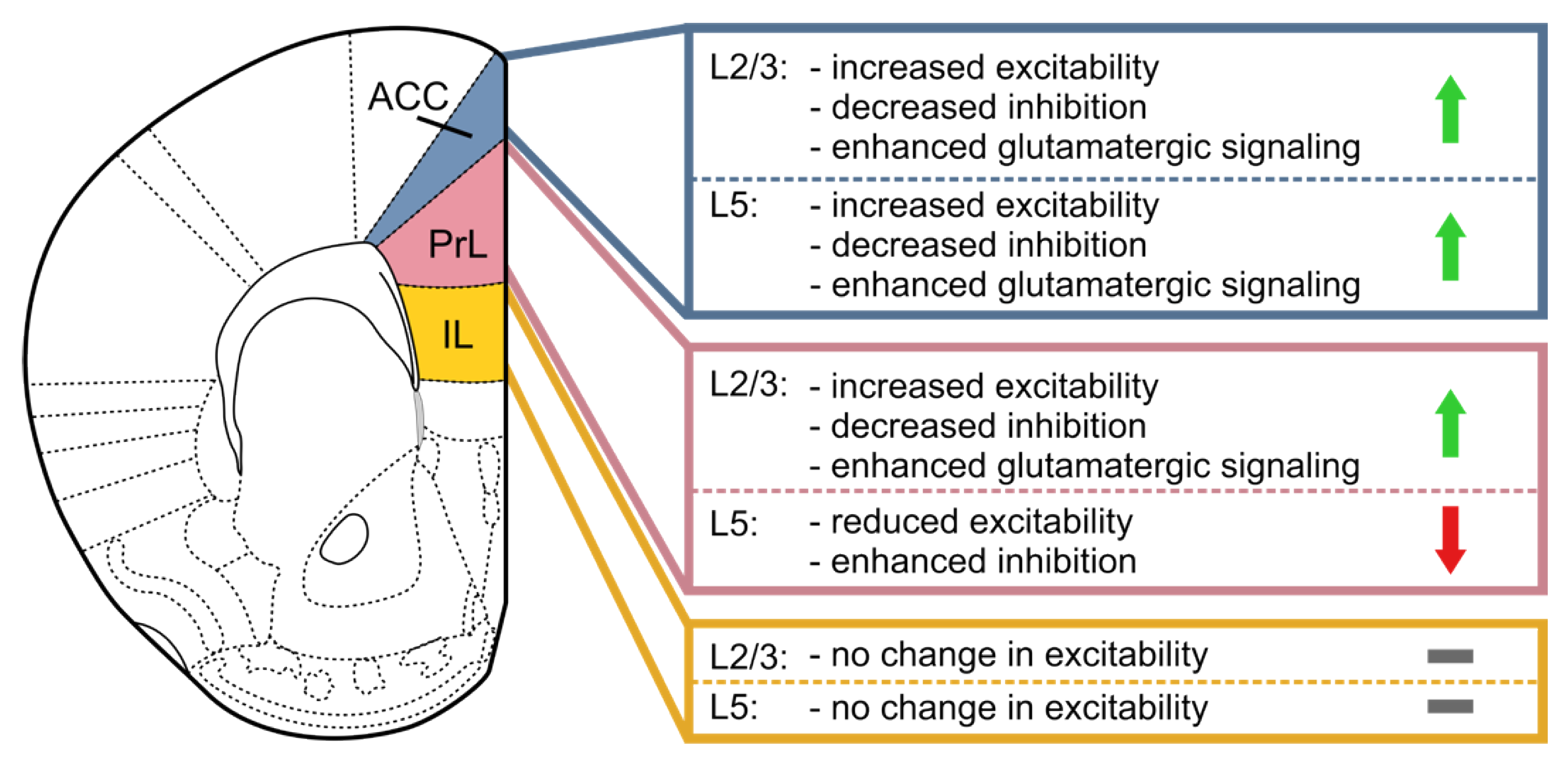 Basolateral amygdala activation enhances object recognition memory by  inhibiting anterior insular cortex activity