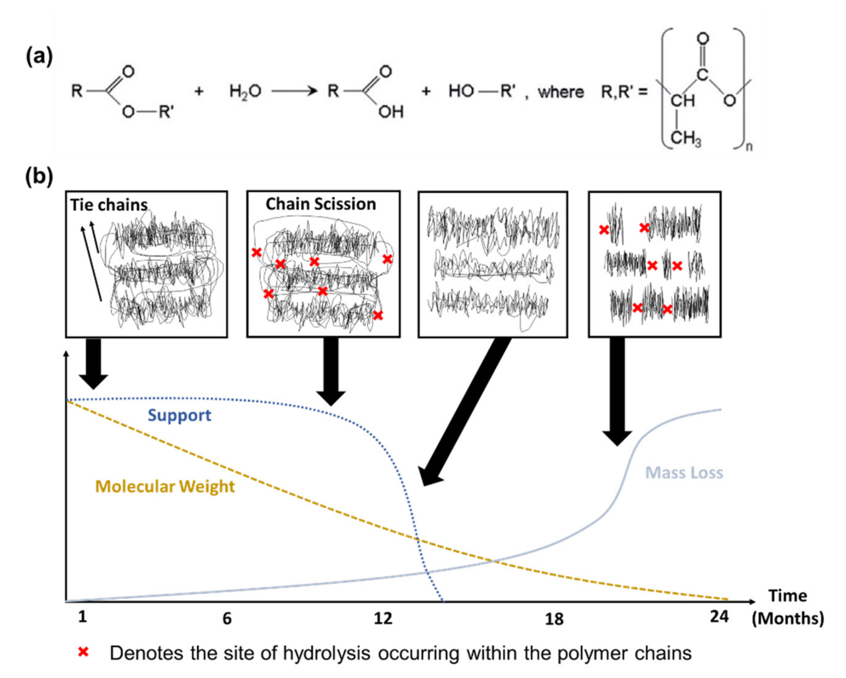 Ijms 21 03444 g001 Ijms 21 03444 g001