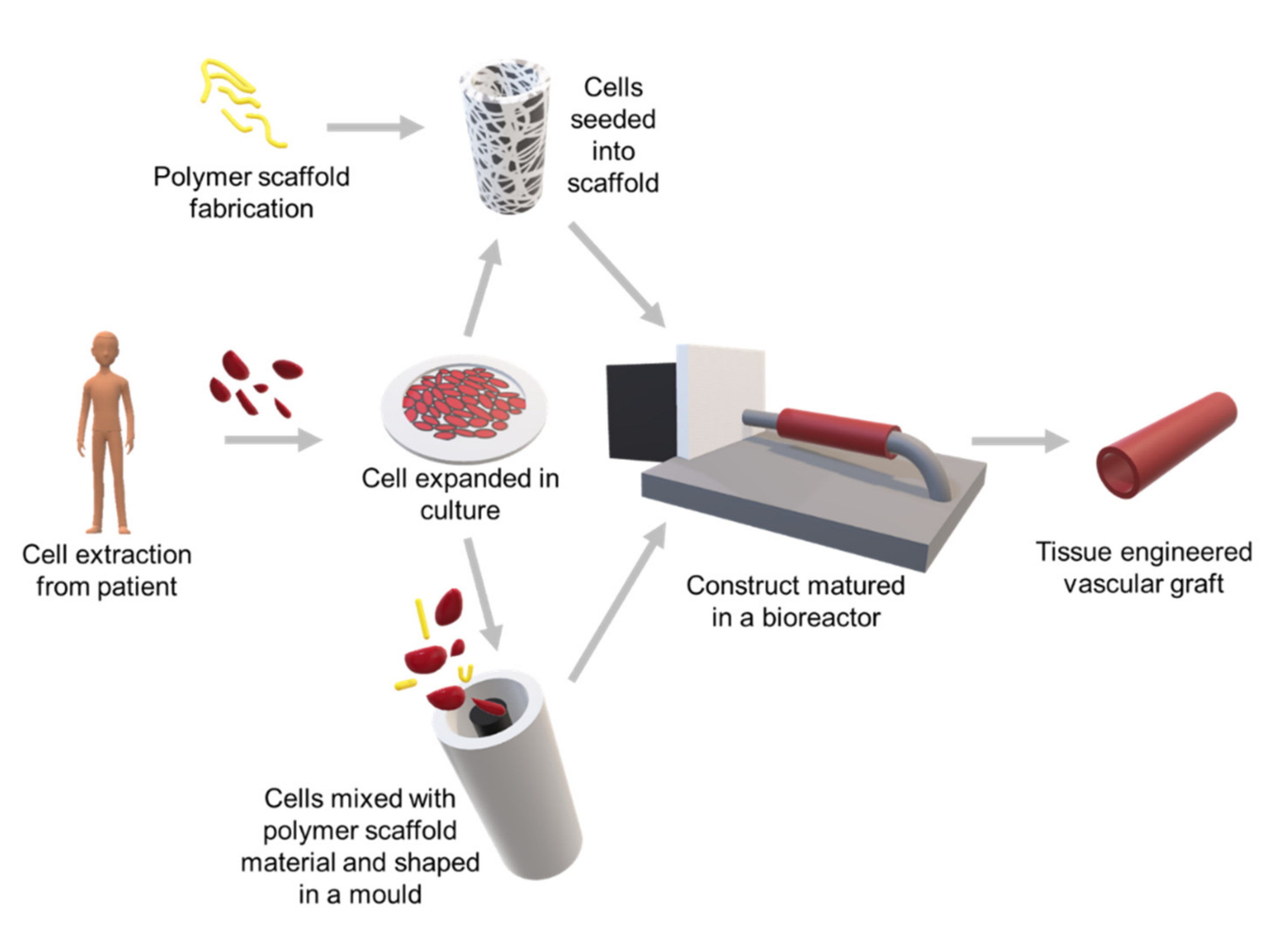 Ijms 21 03444 g004 Ijms 21 03444 g004