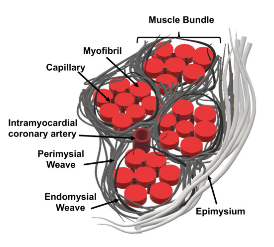 protein scaffold heart protein scaffold heart