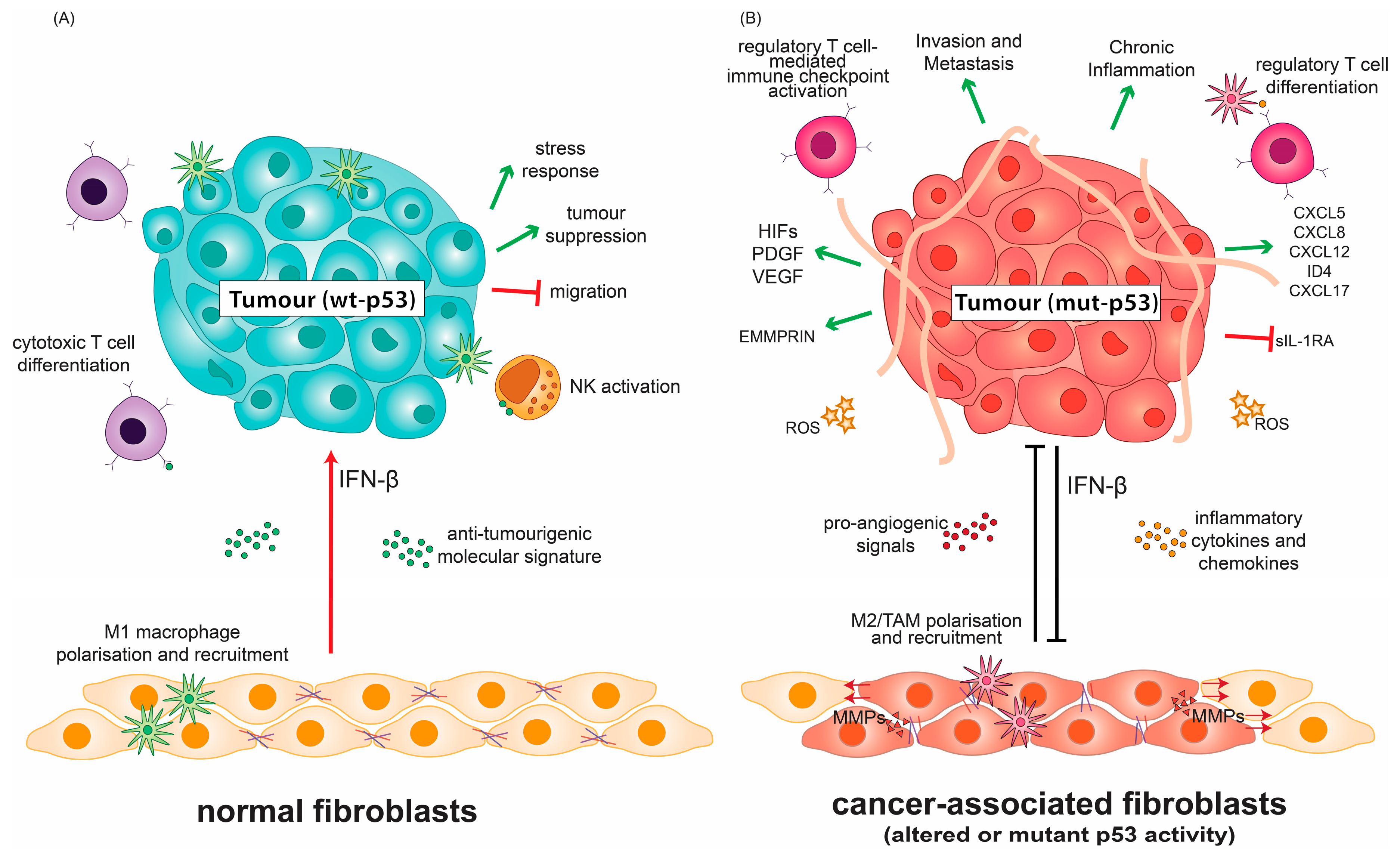 P53: A Guardian of Immunity Becomes Its ... Biology Diagrams